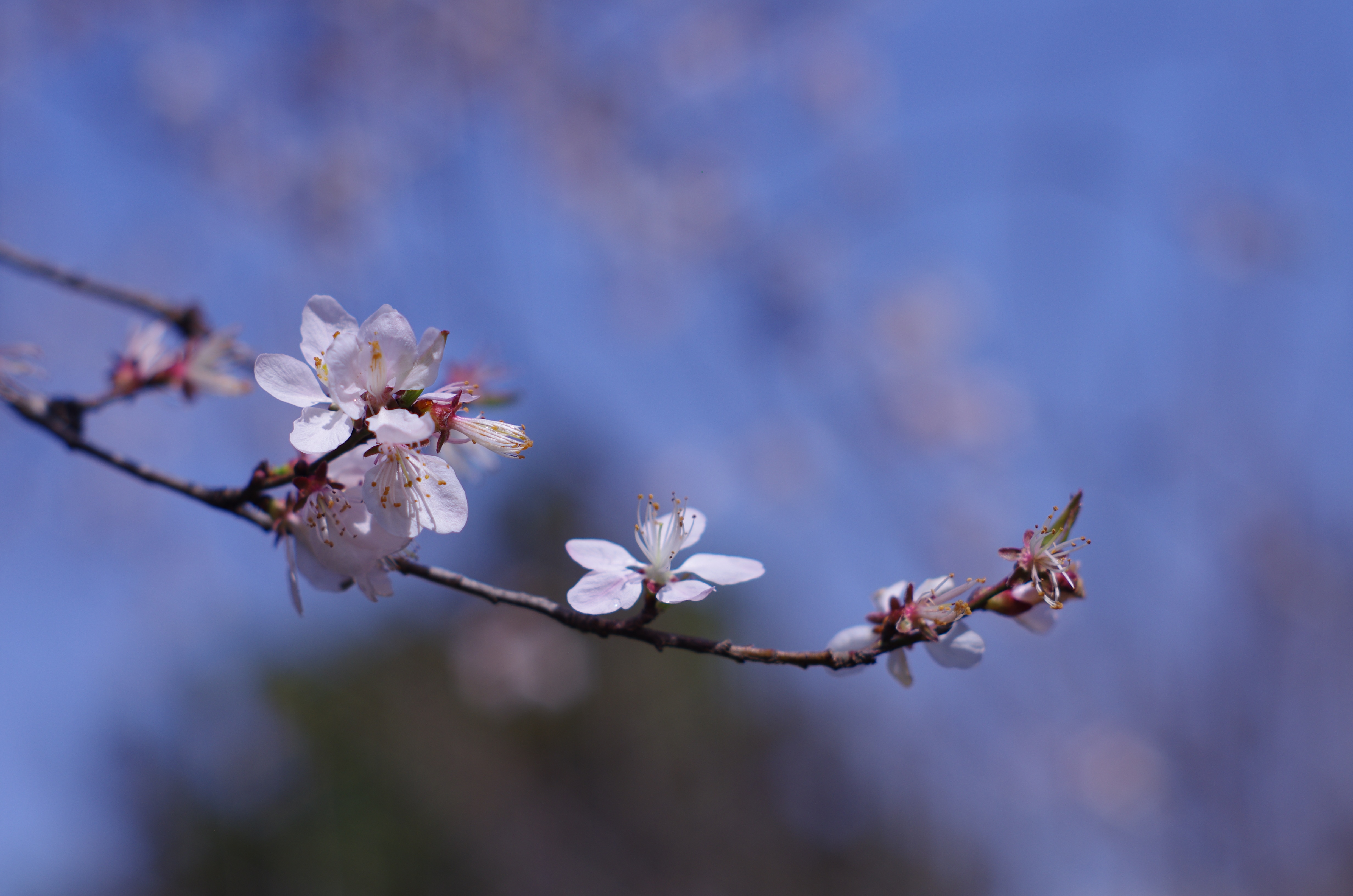 4K Peach Blossom Flowers on a Branch HD Wallpaper