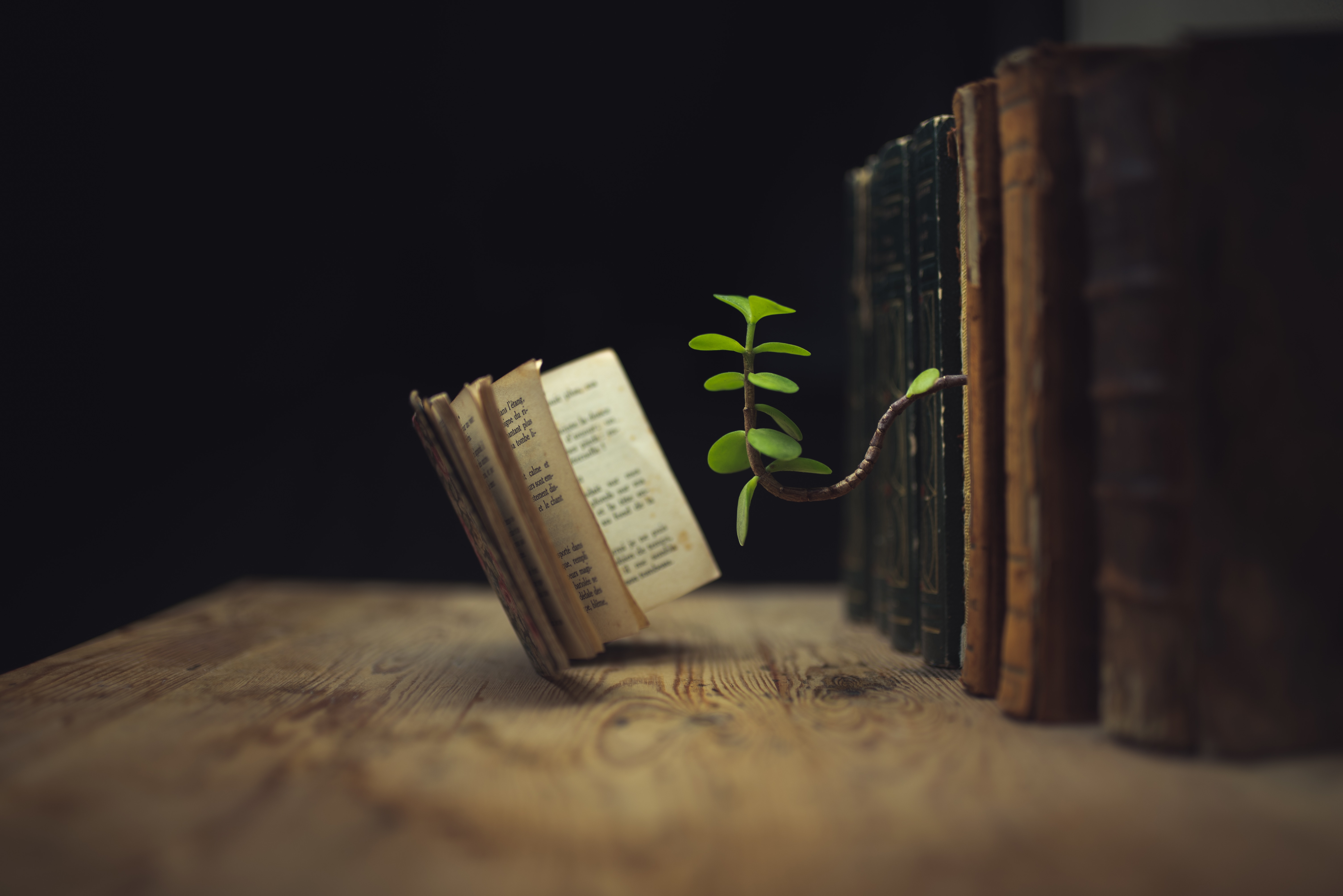4K: Plant growing from books on wooden table HD Wallpaper