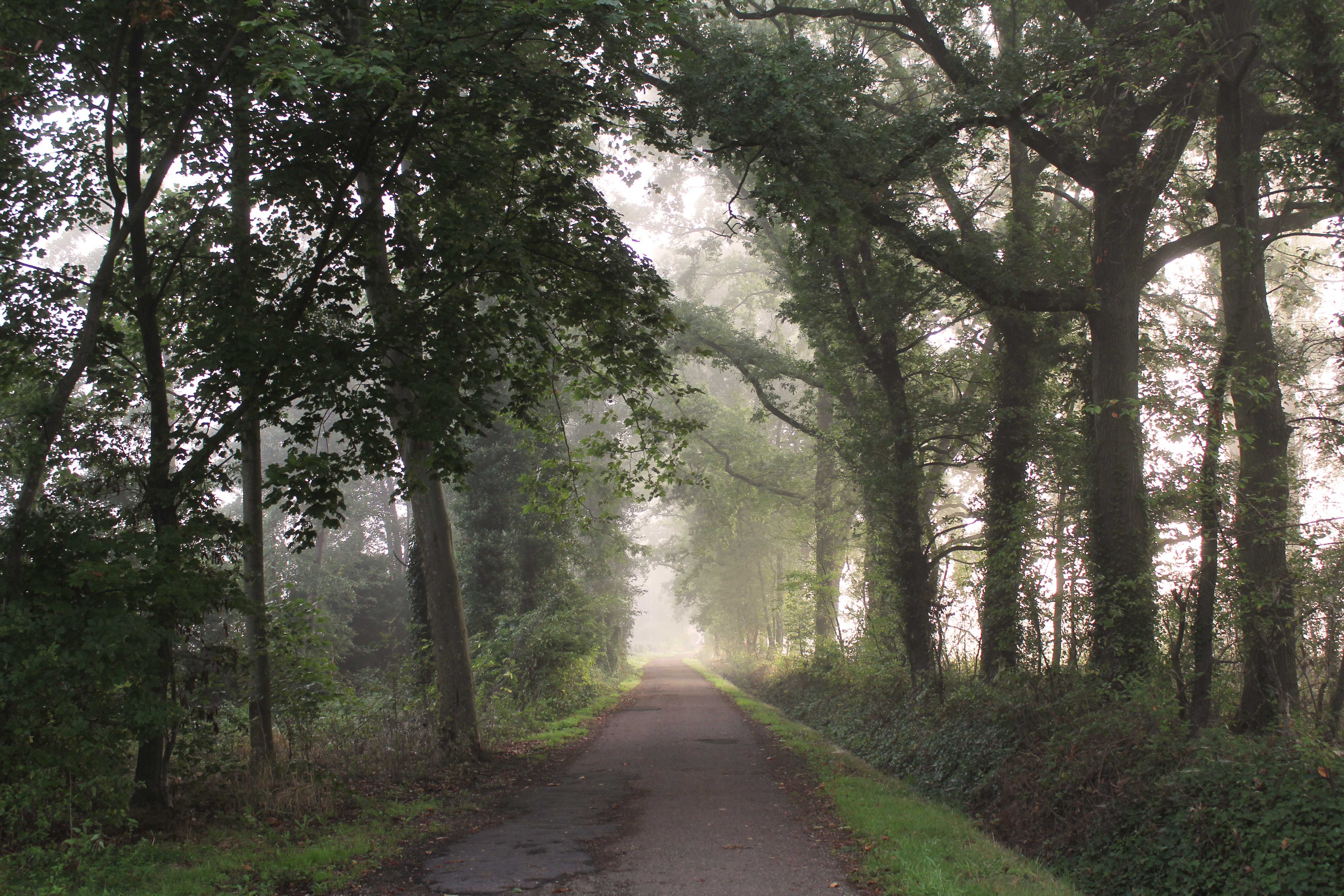 4K path through a misty forest with trees HD Wallpaper
