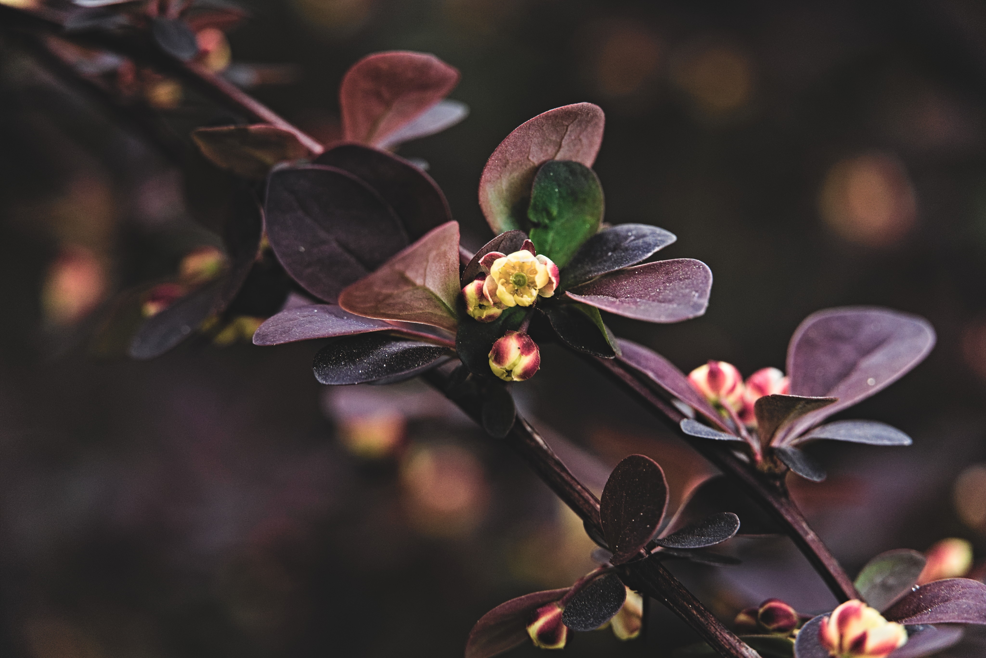 Close-up of a flowering branch with purple leaves HD Wallpaper
