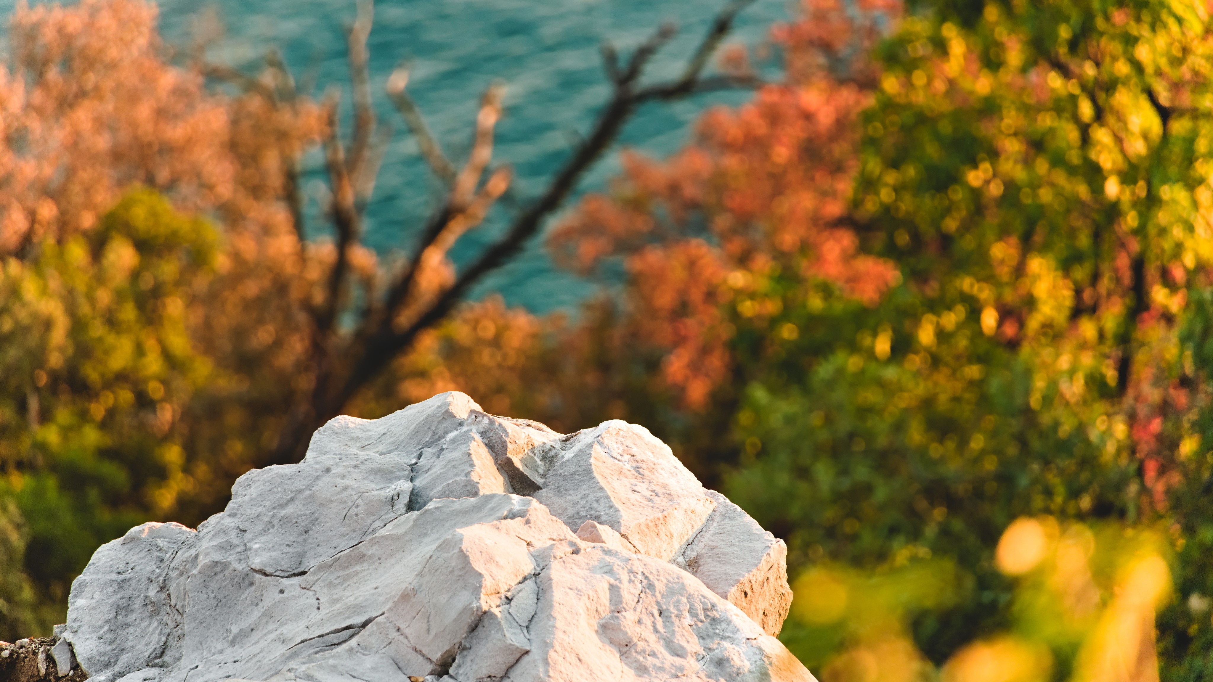 4K rocks and trees in fall by the water HD Wallpaper