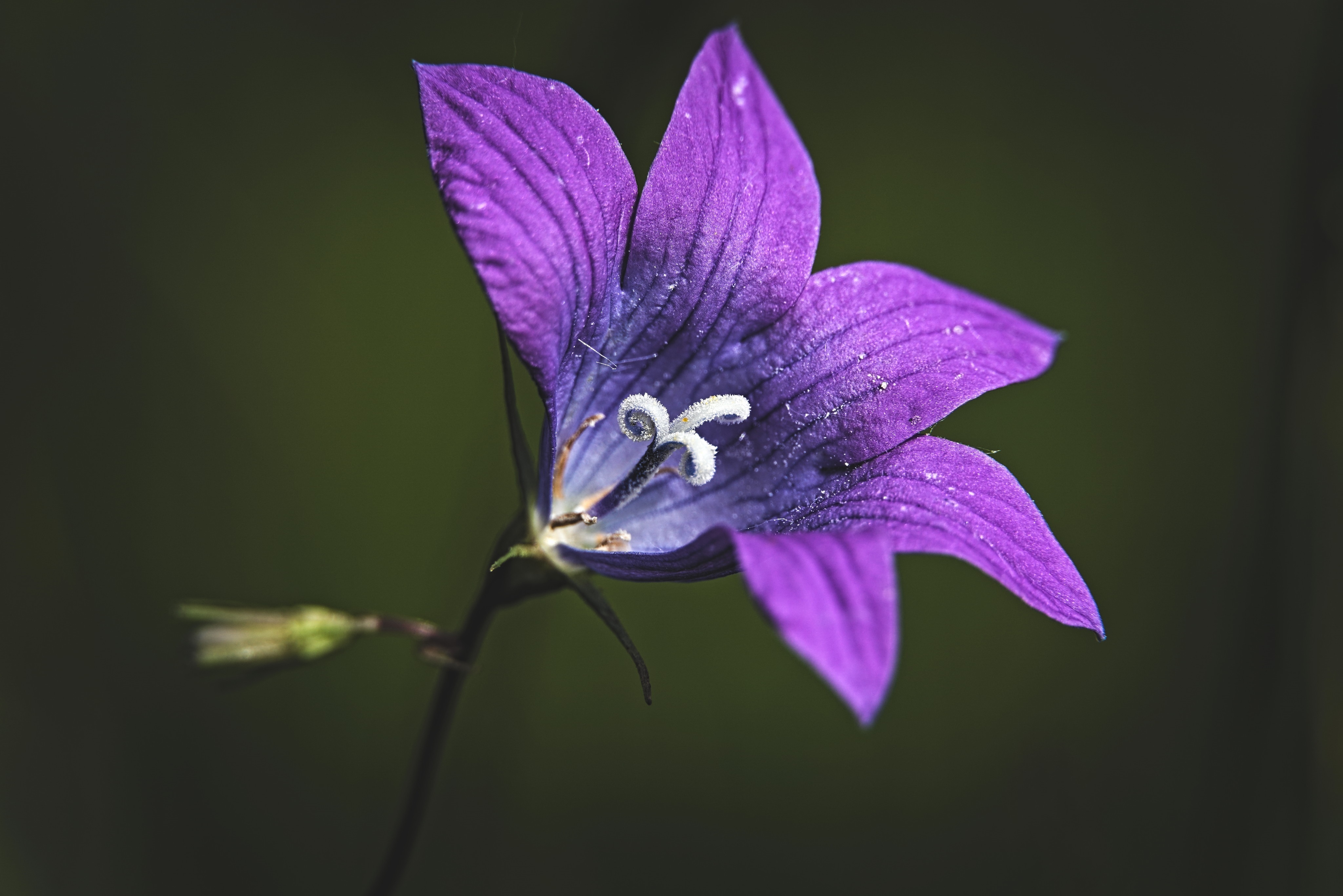 Purple bellflower with dark background HD Wallpaper