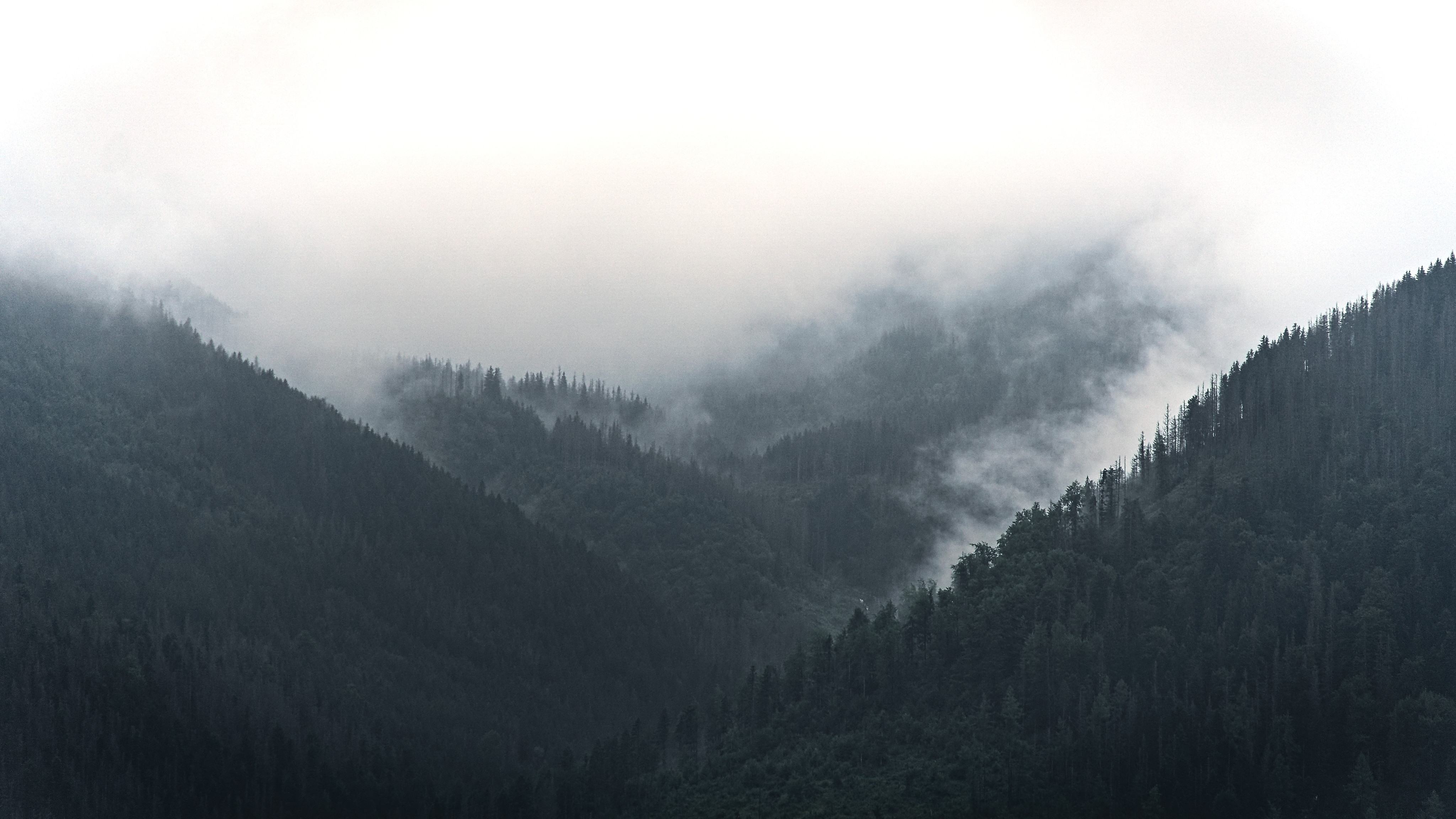 Misty mountains covered in pine trees HD Wallpaper