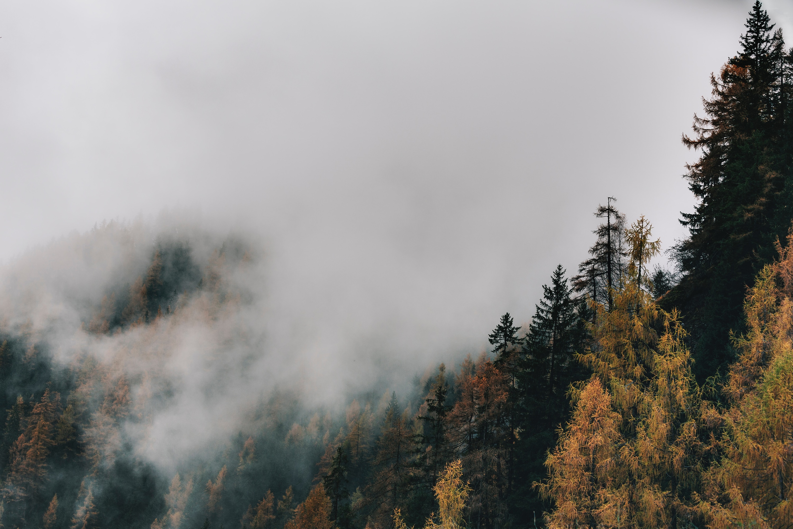 Misty forest landscape with autumn trees HD Wallpaper