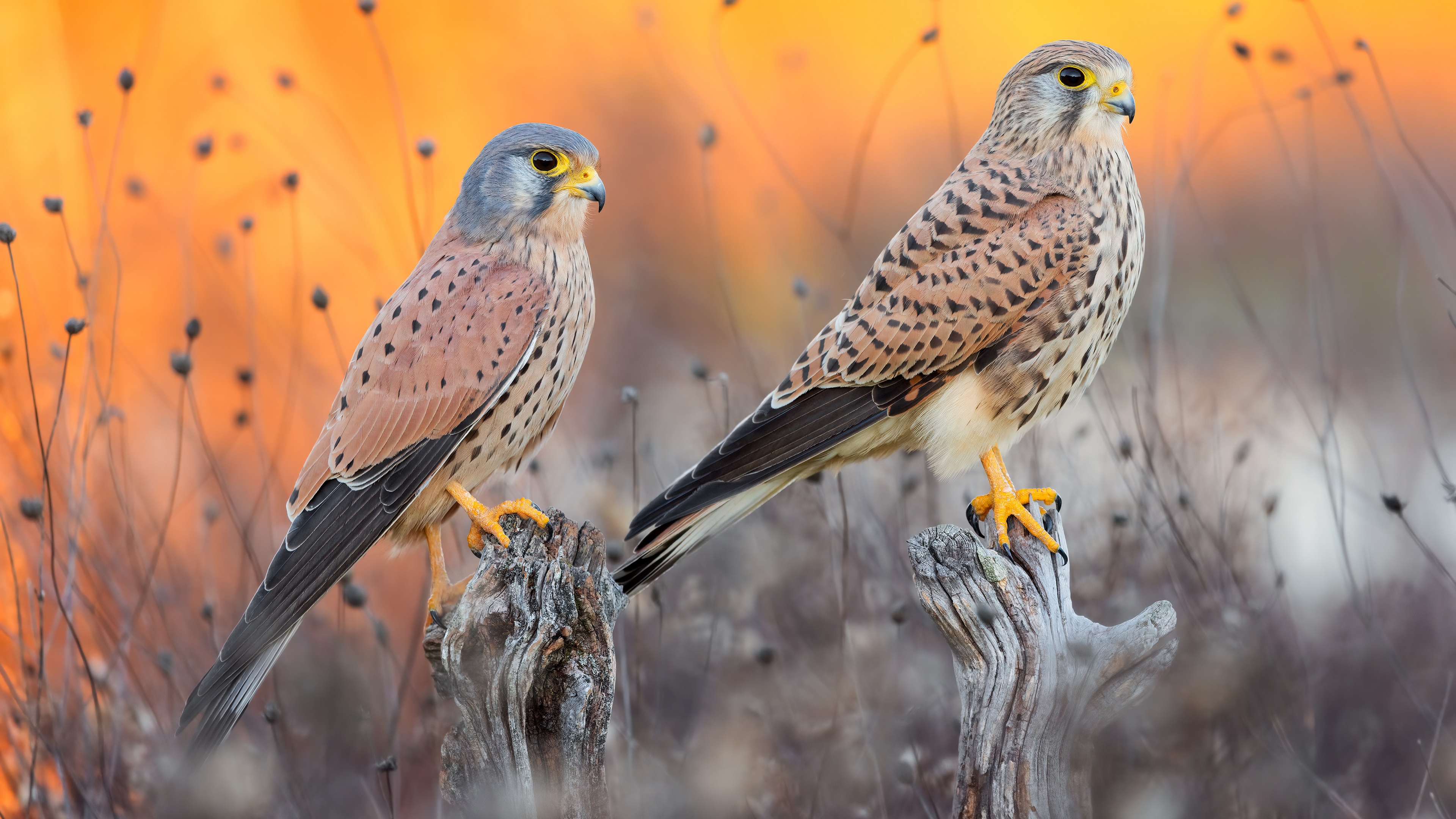 Two falcons perched on branches with orange background HD Wallpaper