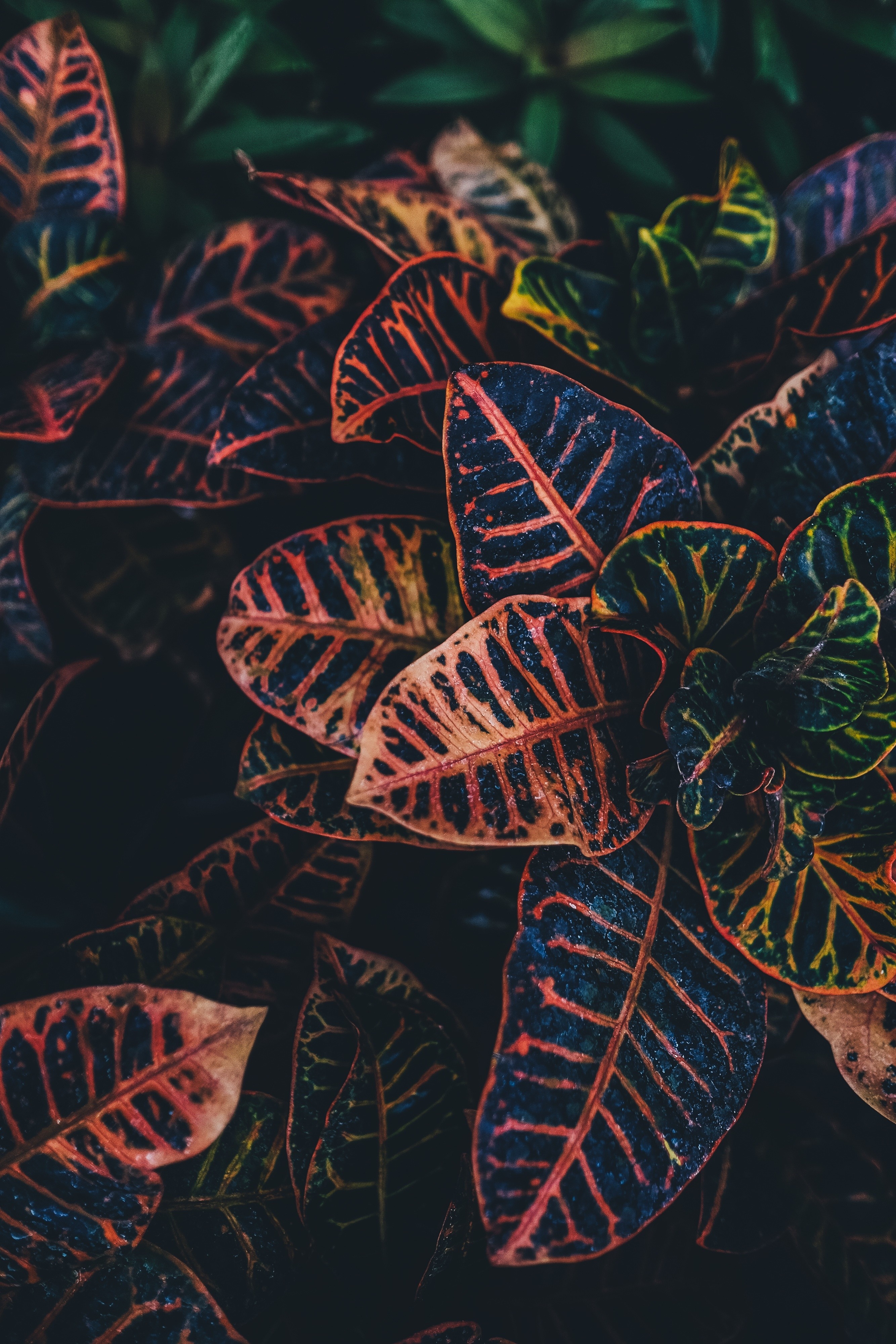 Close-up of colorful croton leaves with dark background HD Phone Wallpaper