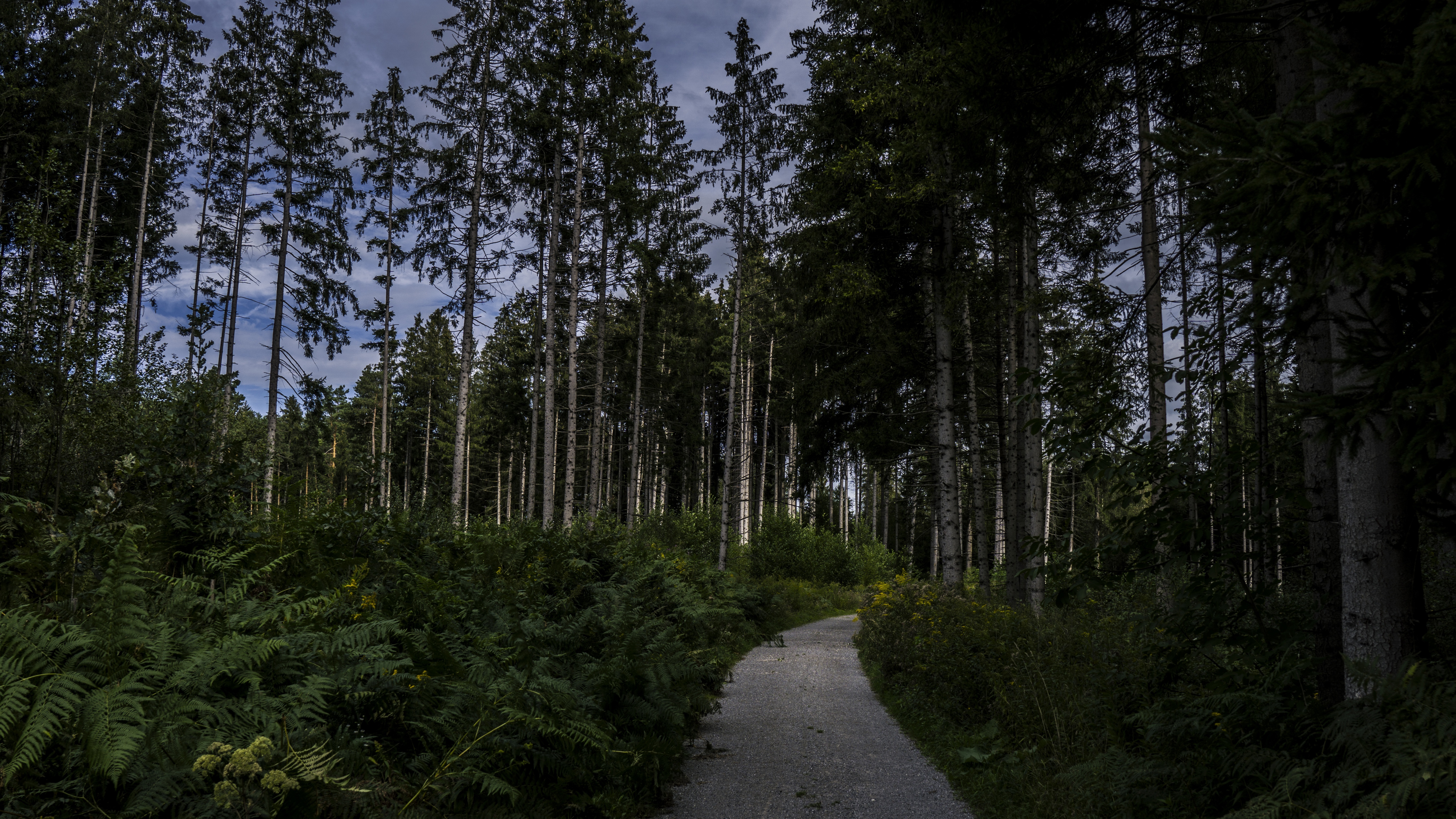 4K wide angle view of a forest road with trees HD Wallpaper