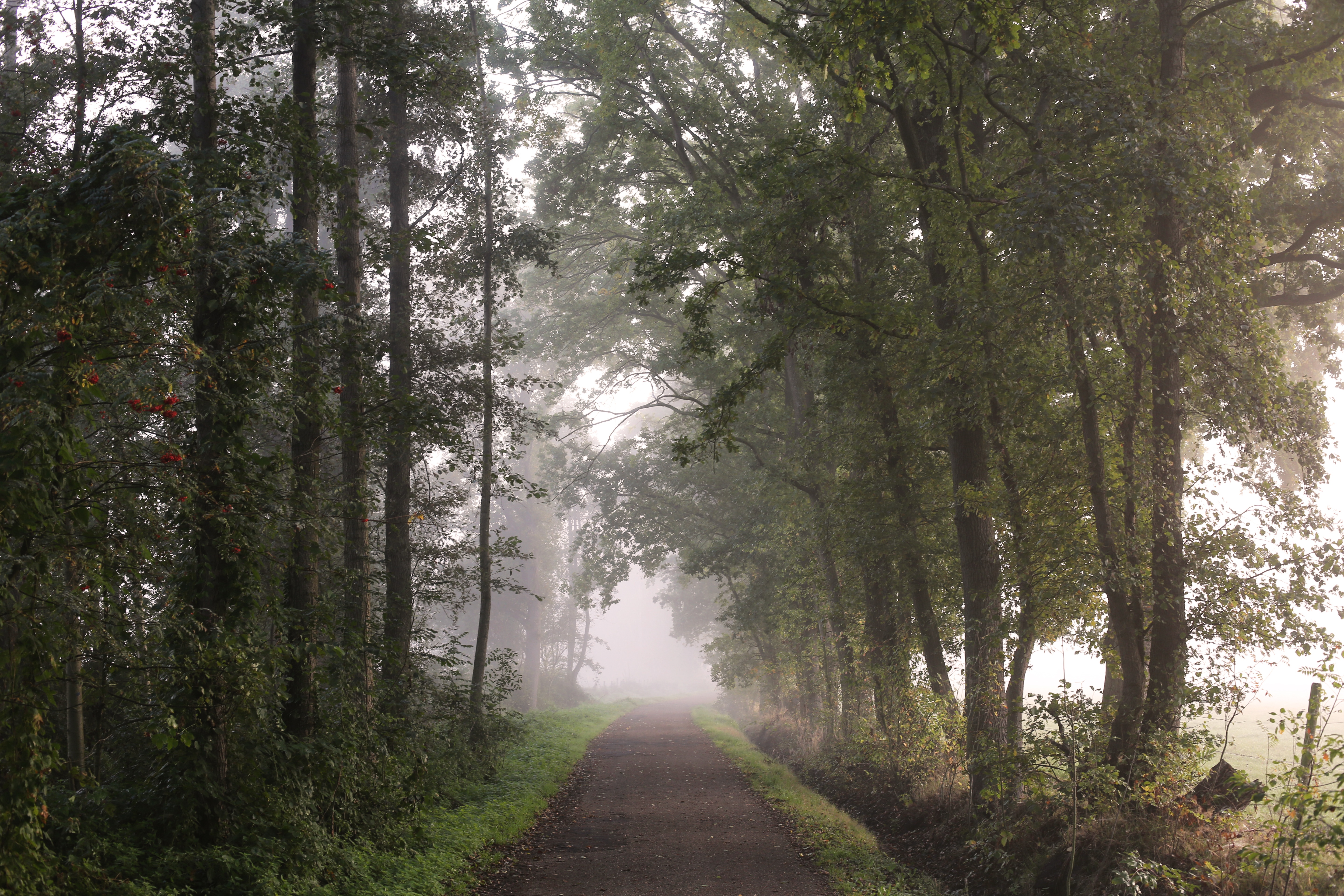 4K trees and mist on a dirt road HD Wallpaper