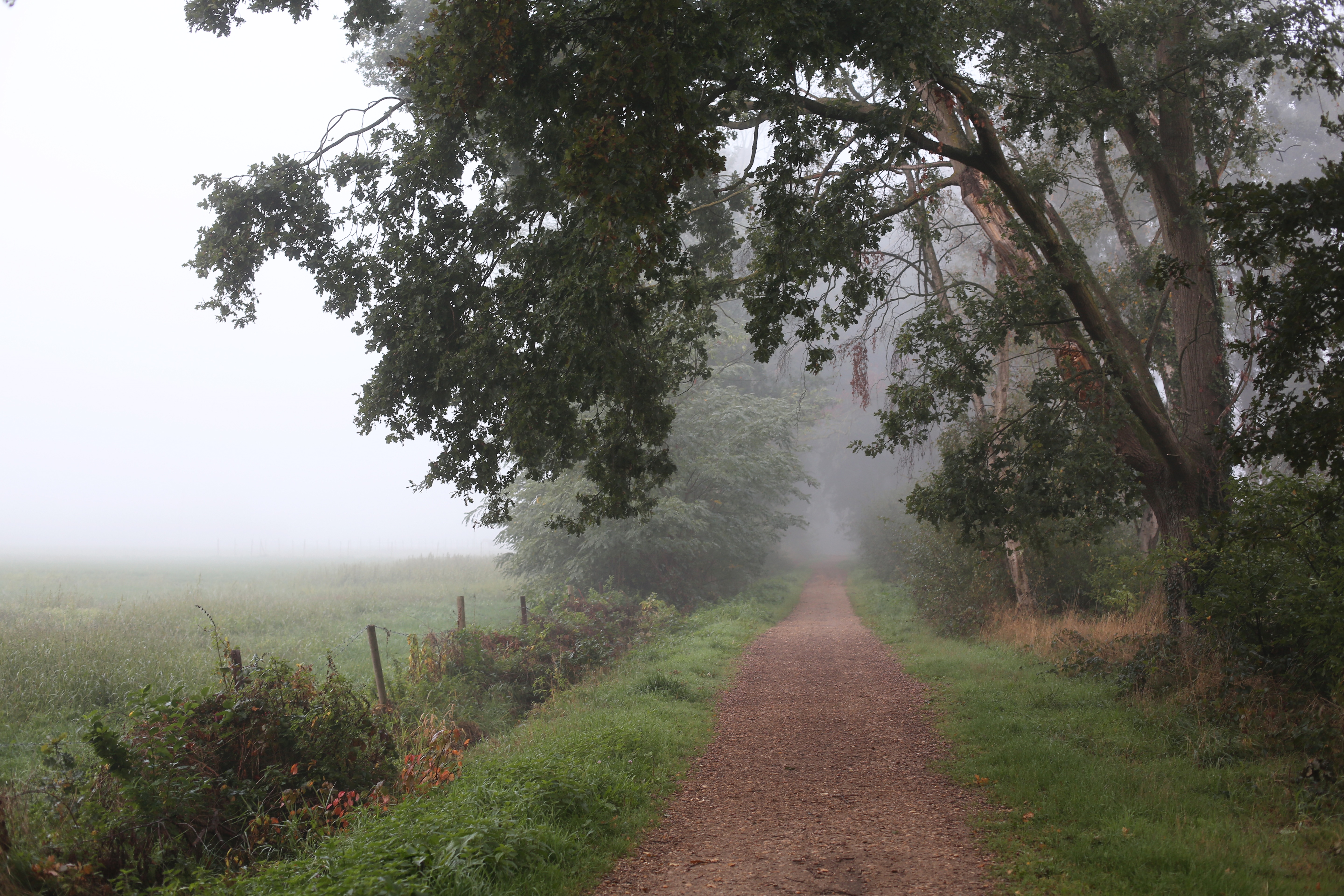 Dirt road through a misty forest with trees and grass HD Wallpaper