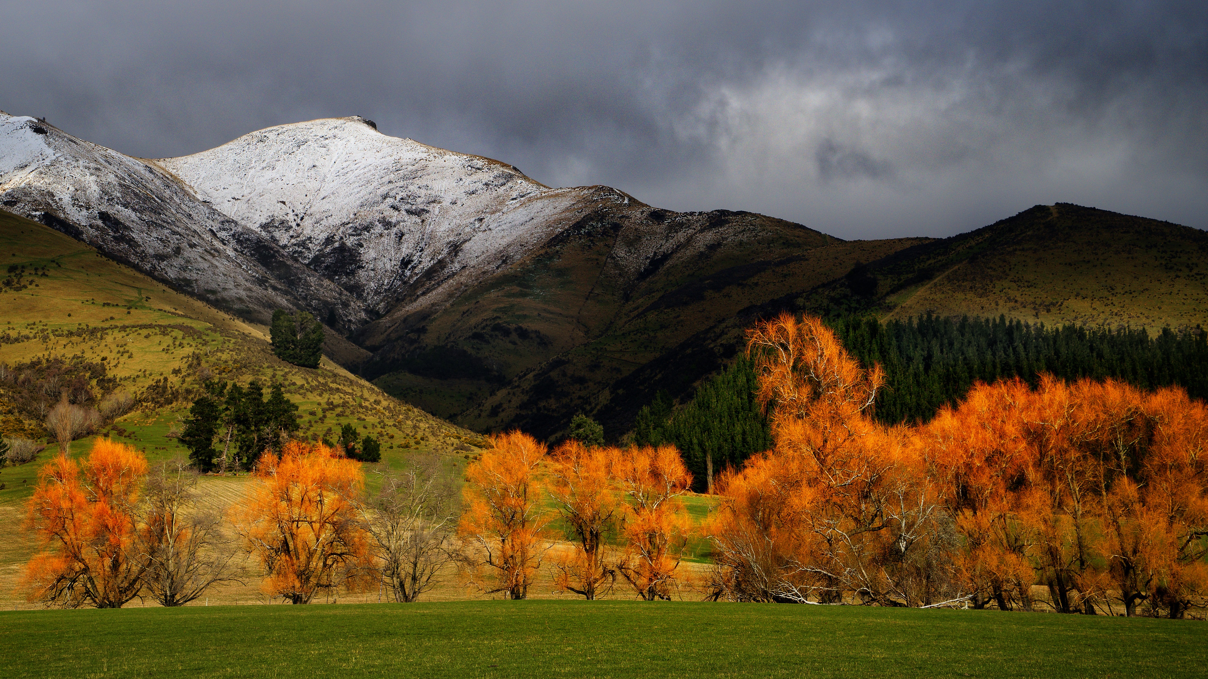 4K New Zealand Mountains with Snow and Fall Trees HD Wallpaper