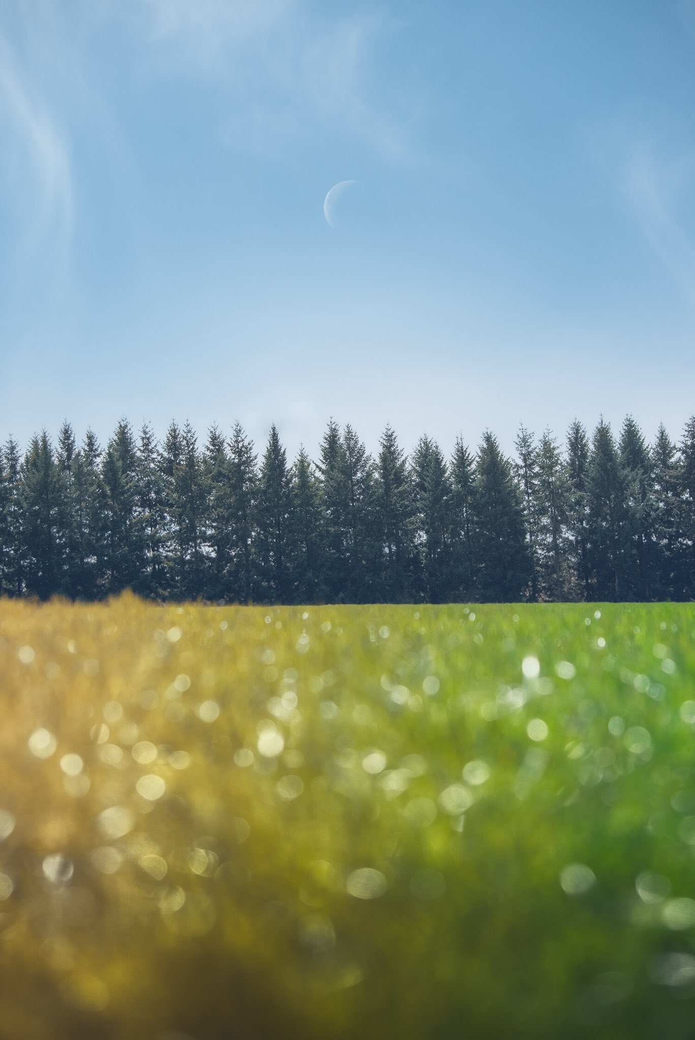 Crescent moon over a line of pine trees and a field HD Phone Wallpaper
