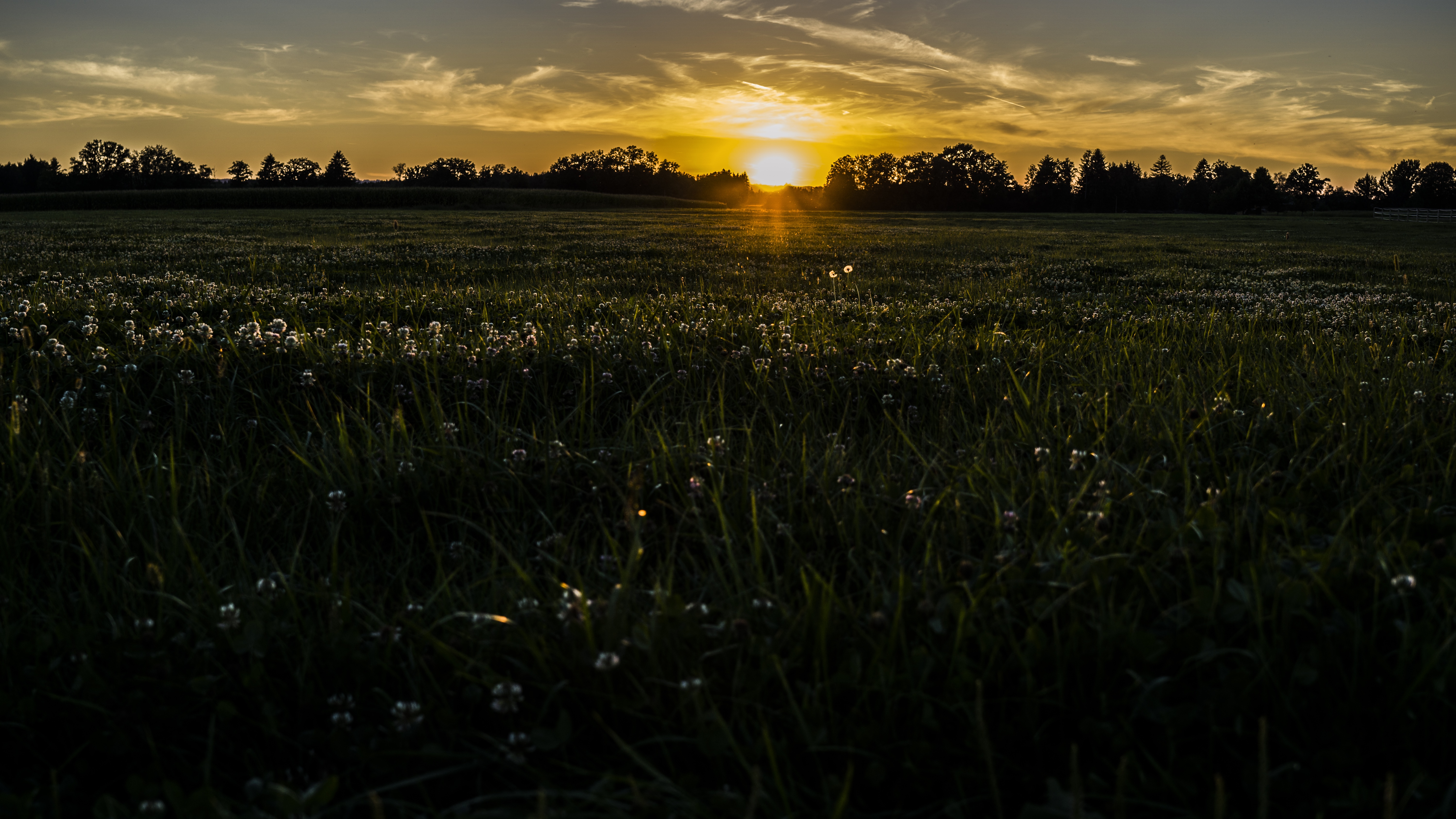 4K sunset over a field of grass and dandelions HD Wallpaper