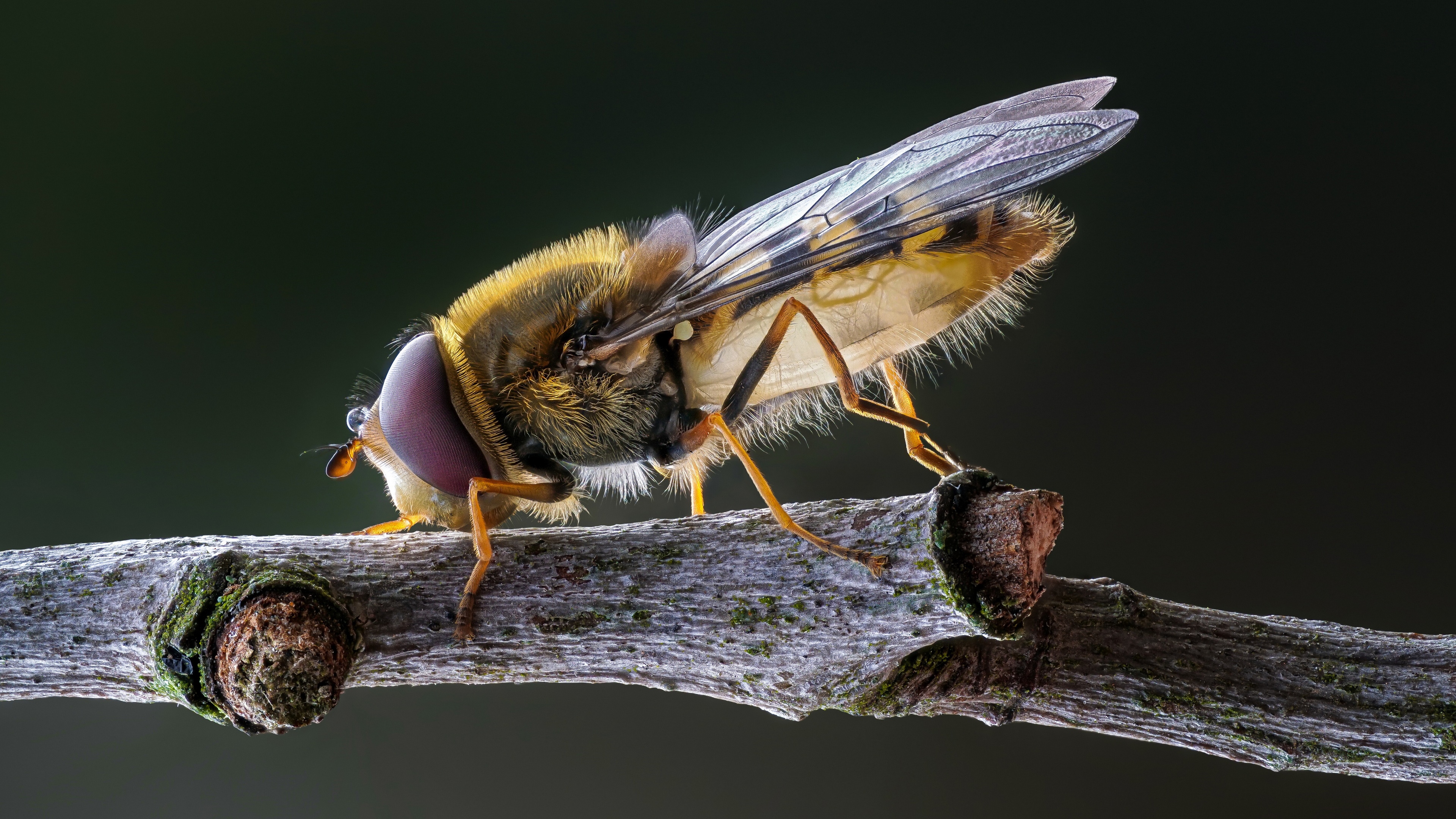 4K macro shot of a syrphid fly on a branch HD Wallpaper