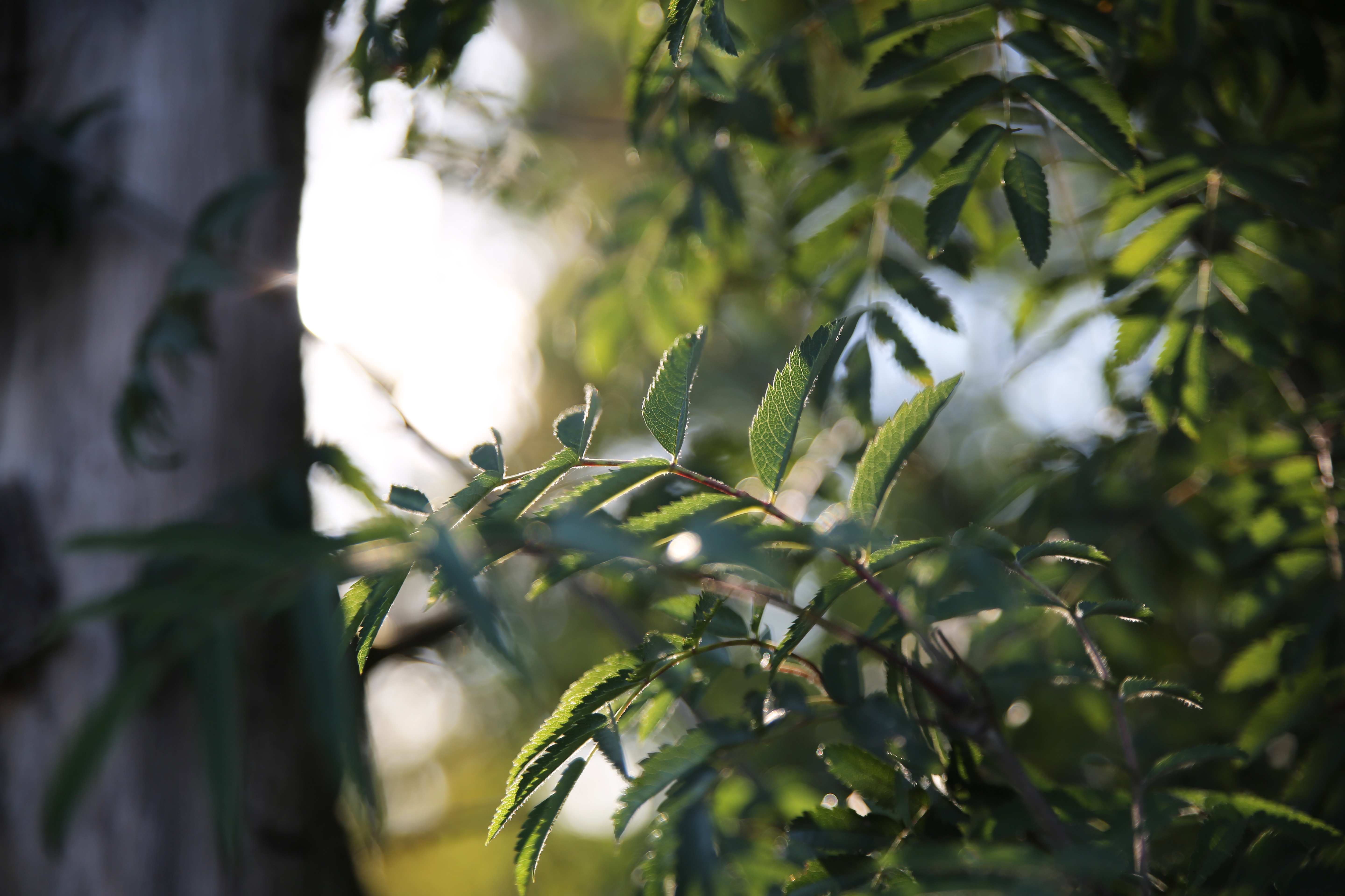 4K leaves and plants in nature HD Wallpaper