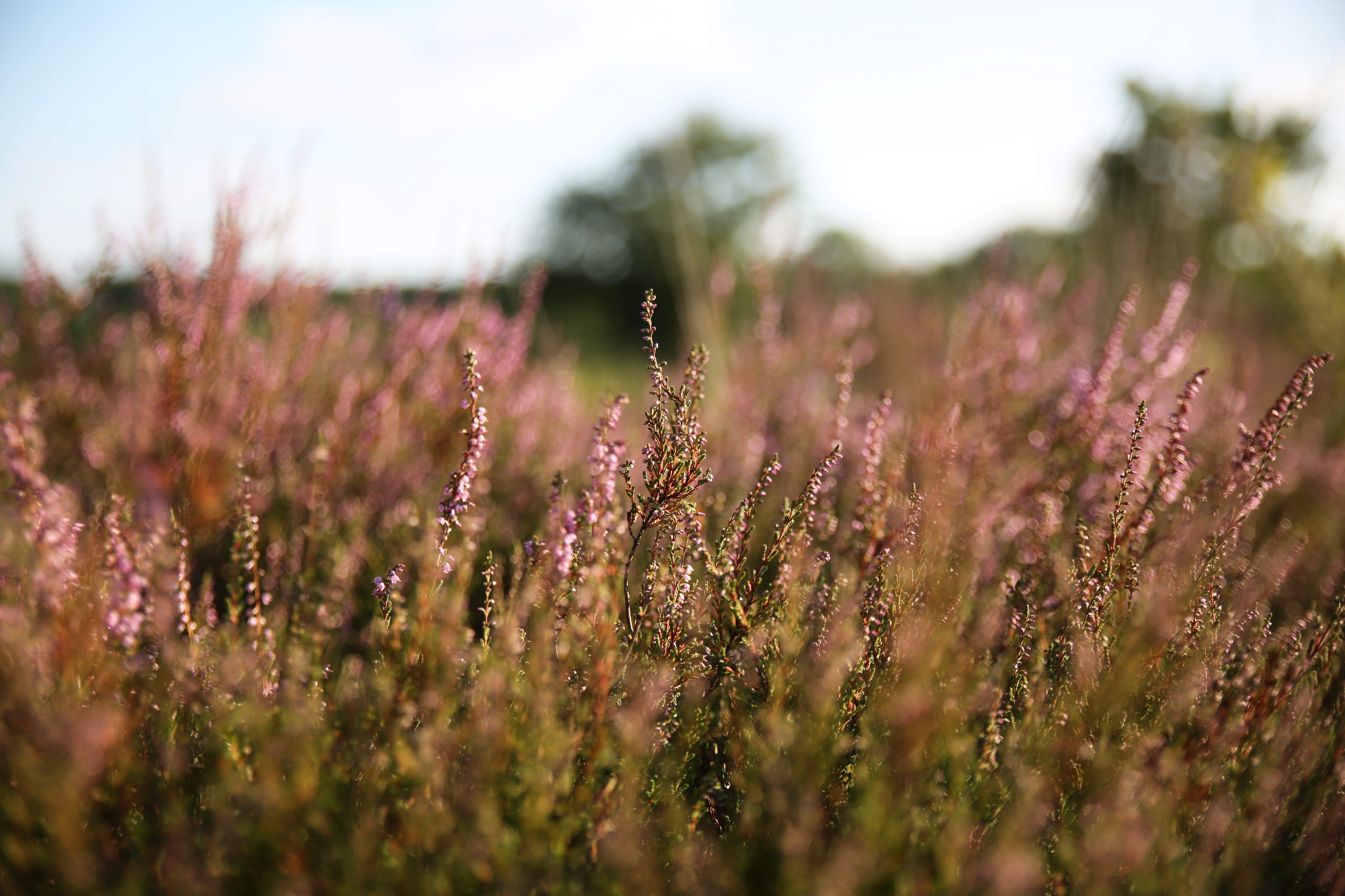 4K field of purple heather flowers HD Wallpaper