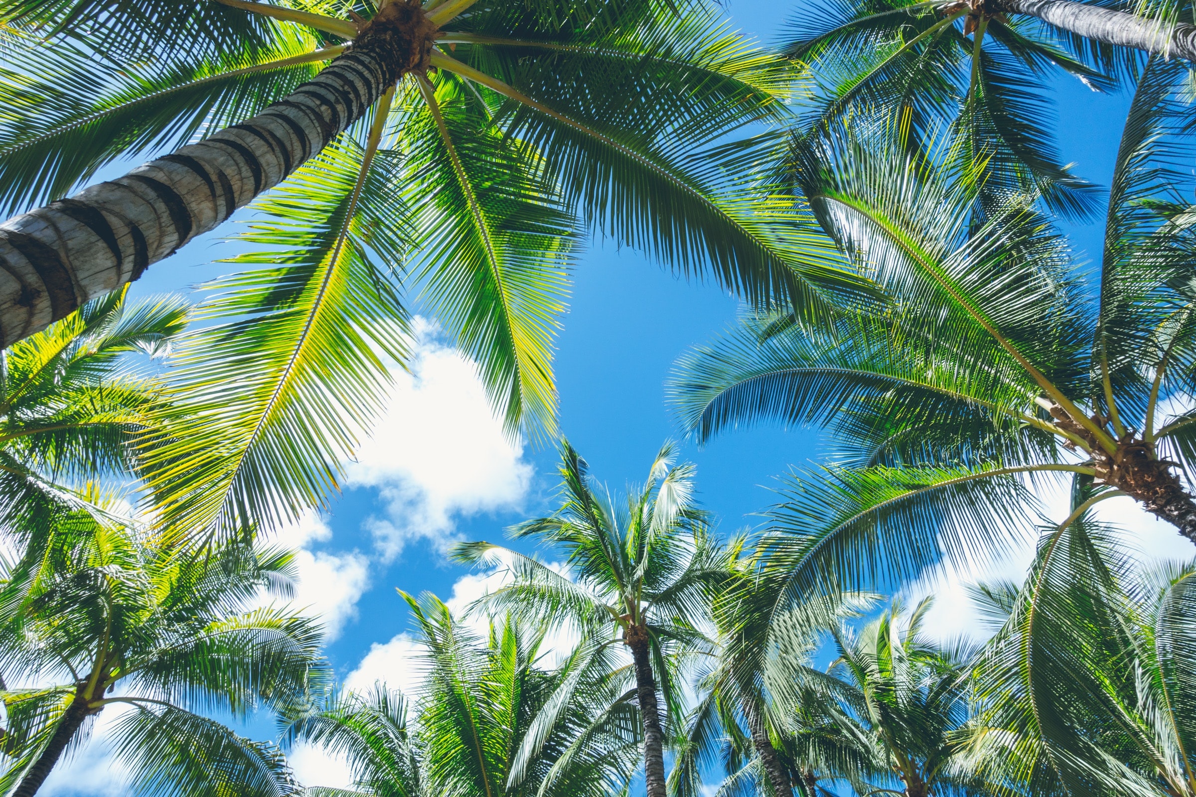 Palm trees against a blue sky with clouds HD Wallpaper