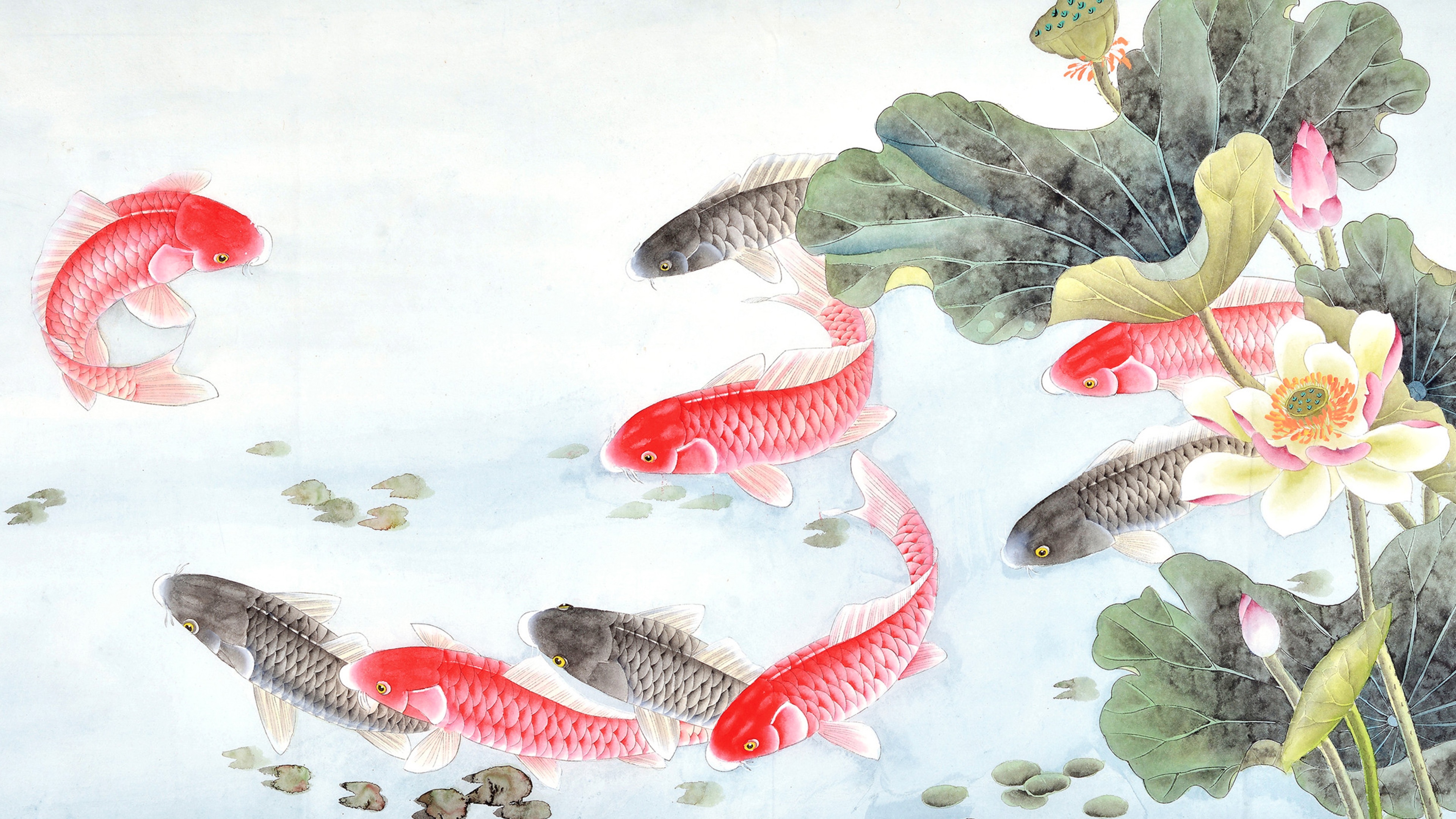 Koi fish swimming among lotus flowers HD Wallpaper