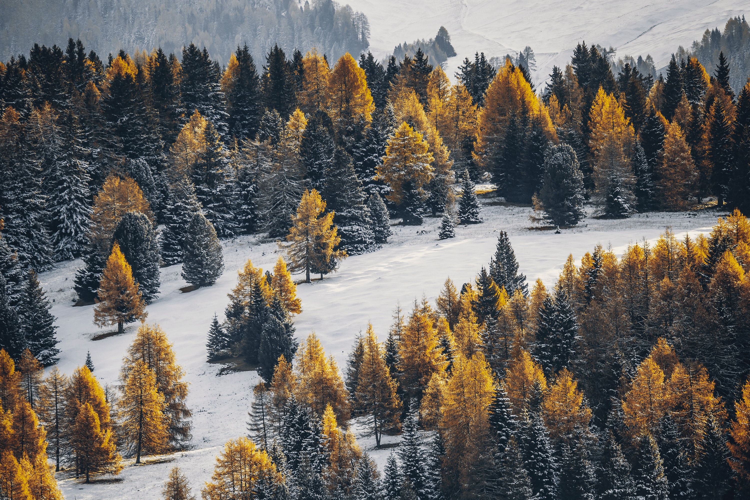 Snow-covered forest with golden larch trees in winter HD Wallpaper