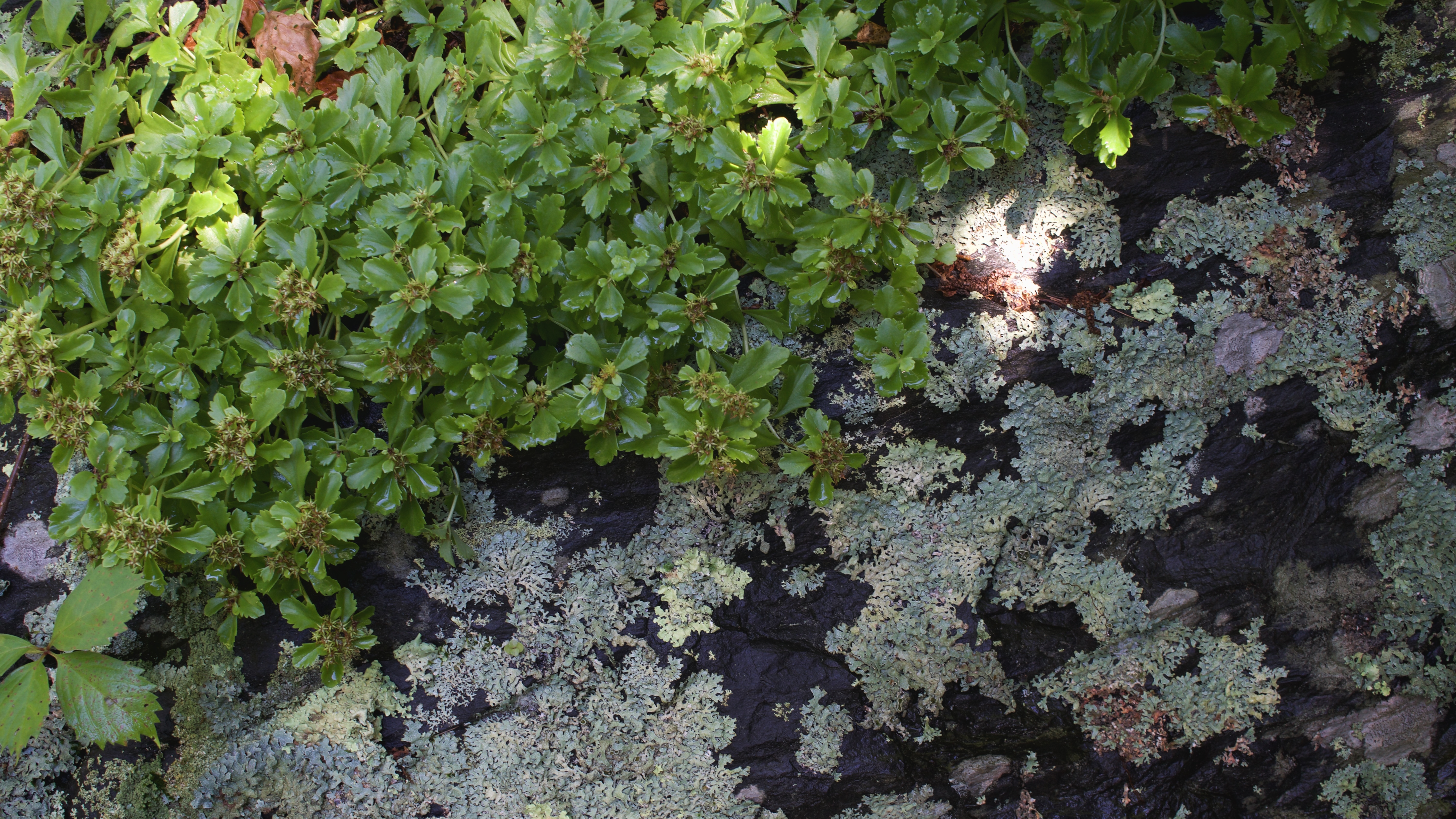 Green plants and lichen on dark stones HD Wallpaper
