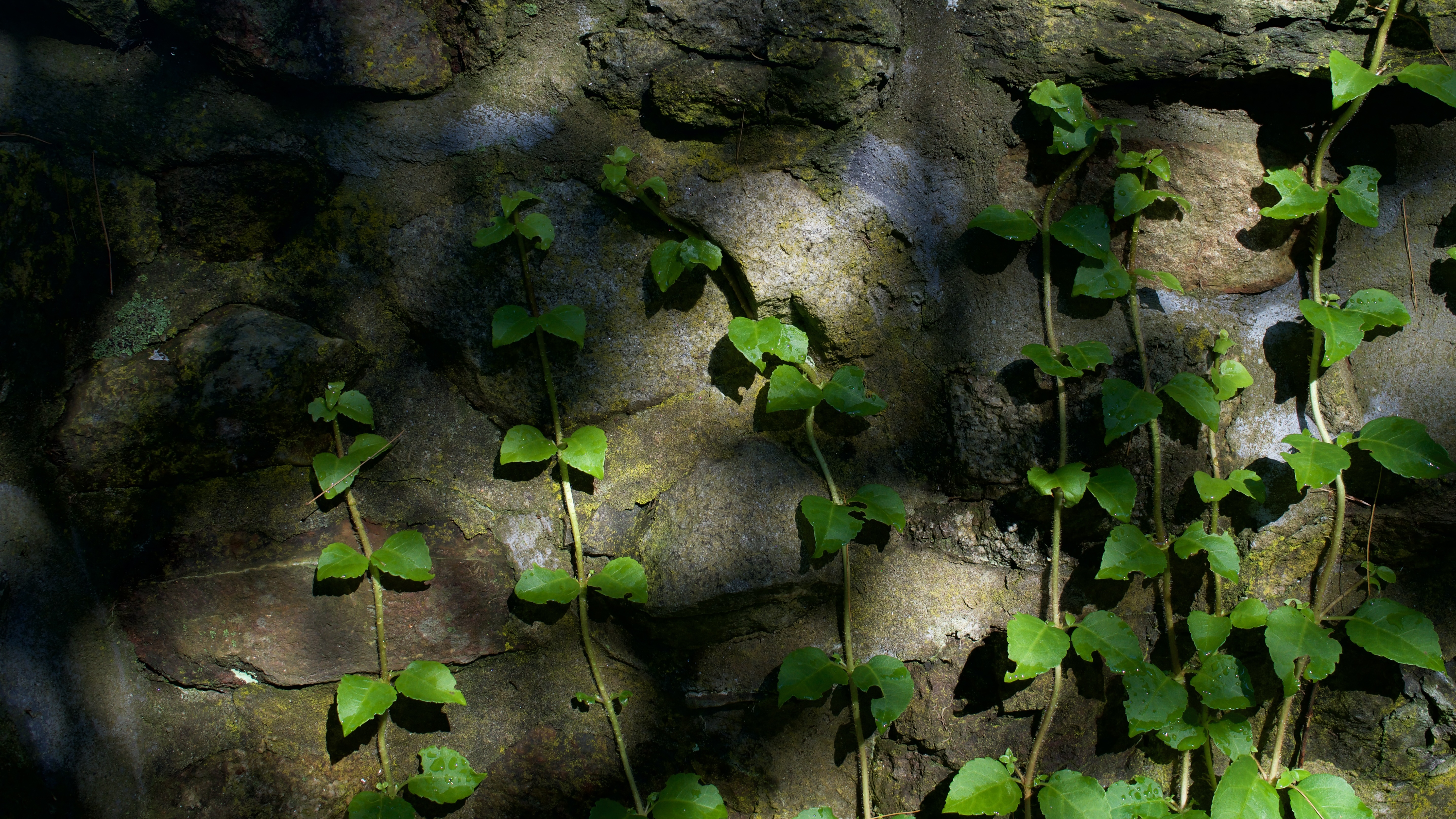 Vines growing on a stone wall HD Wallpaper