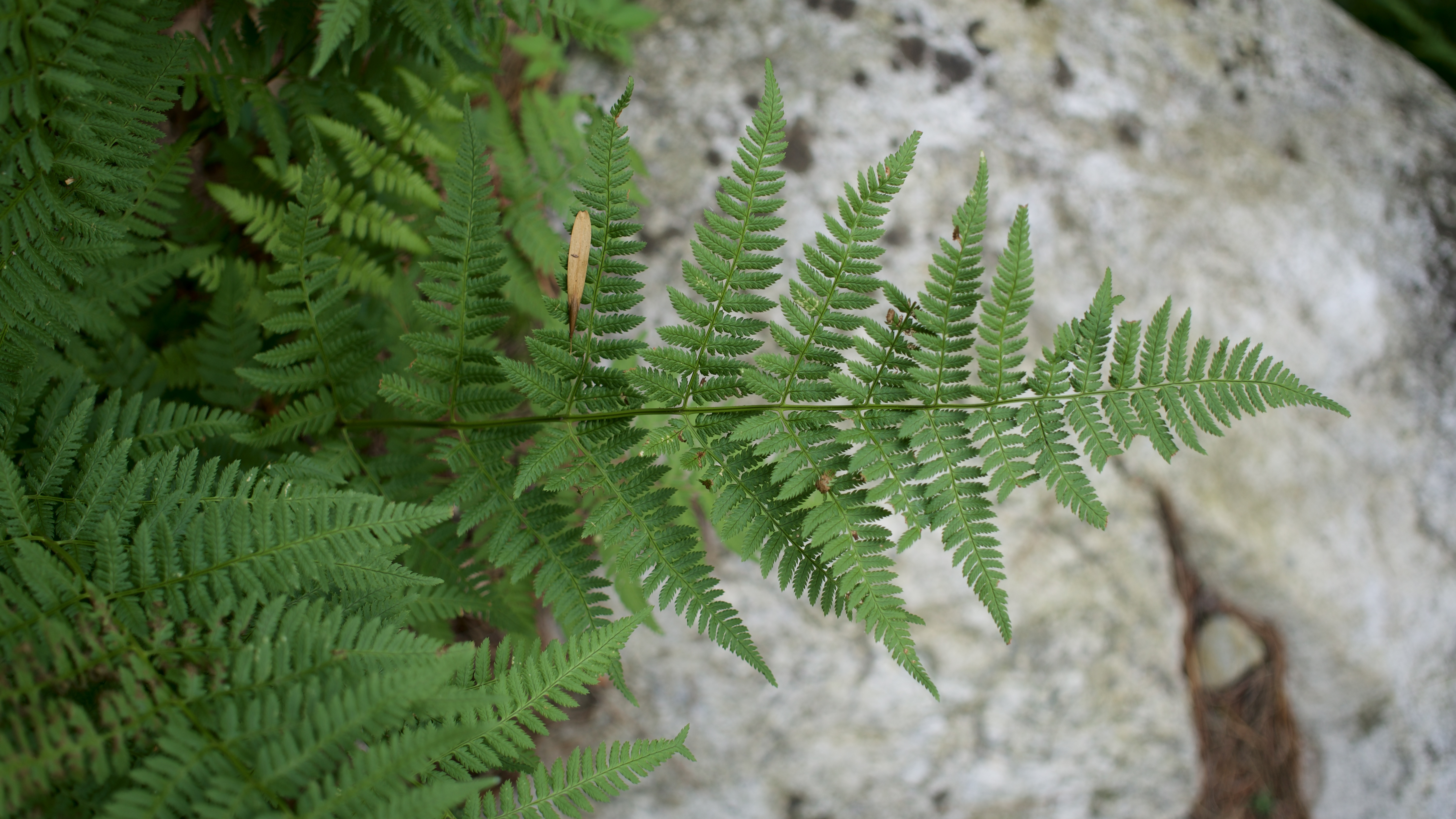 4K Ferns and Plants with Leaves in Nature HD Wallpaper
