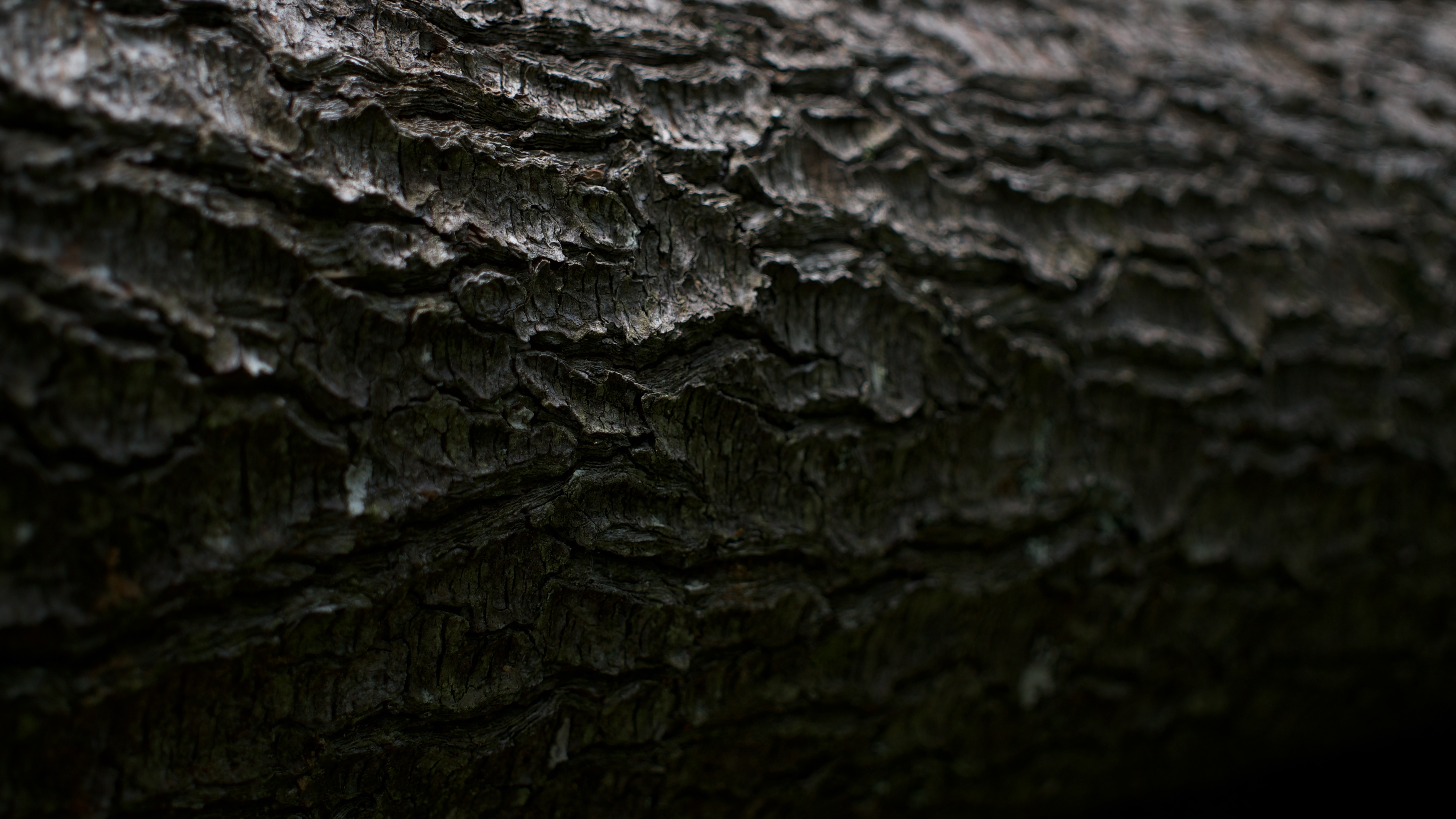 Close-up of dark, textured tree bark HD Wallpaper