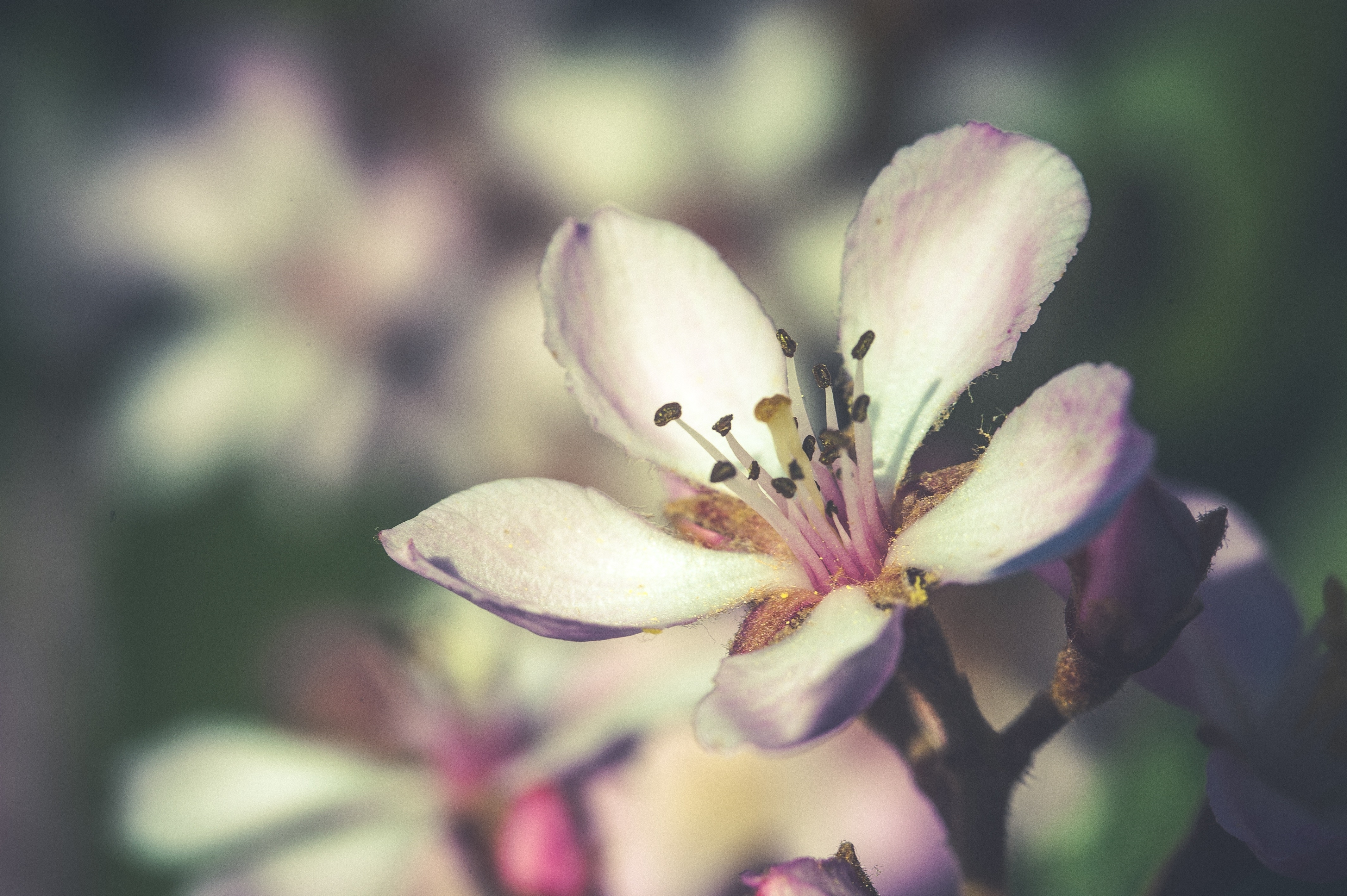 Close-up of a delicate pink and white flower HD Wallpaper