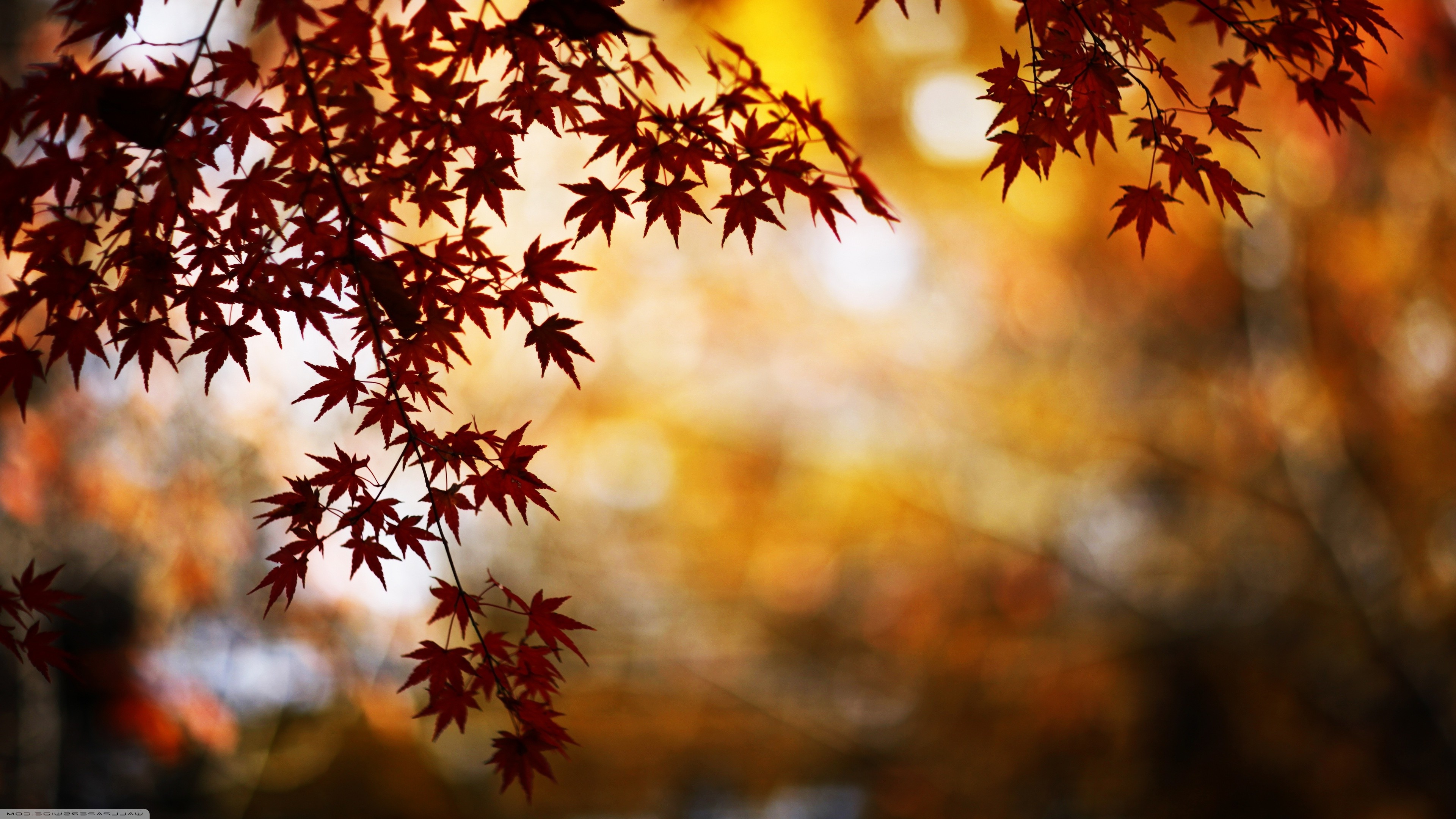 4K Red Maple Leaves in Autumn Sunlight HD Wallpaper