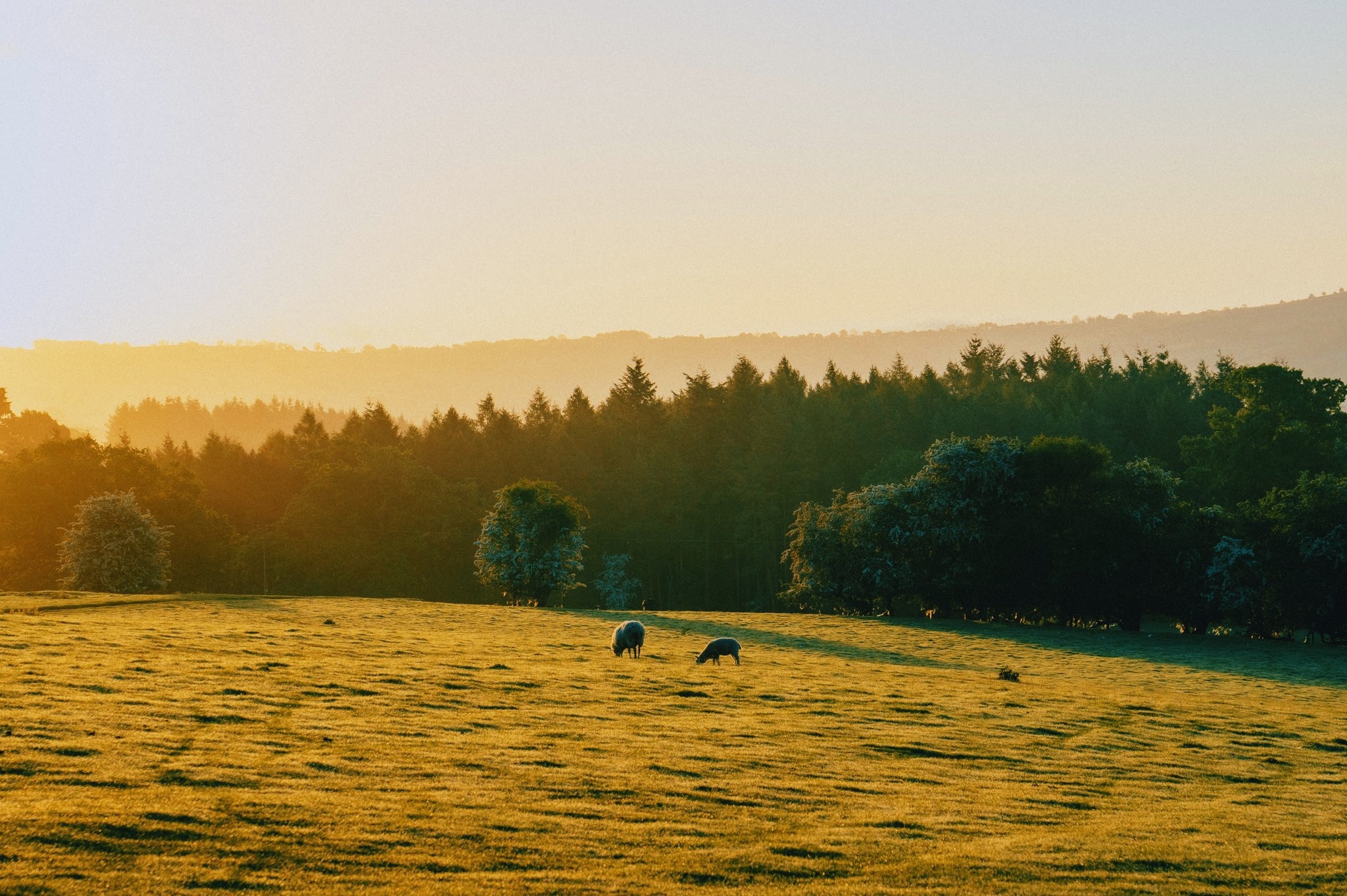 Sheep grazing in a field at sunset HD Wallpaper