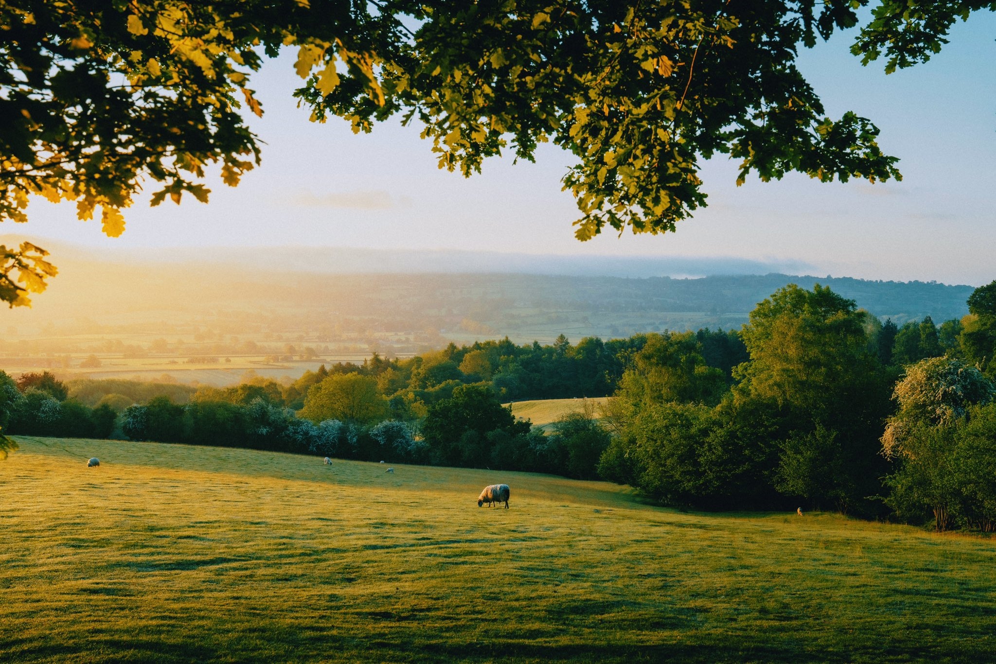 Sheep grazing in a sunlit field at sunset HD Wallpaper