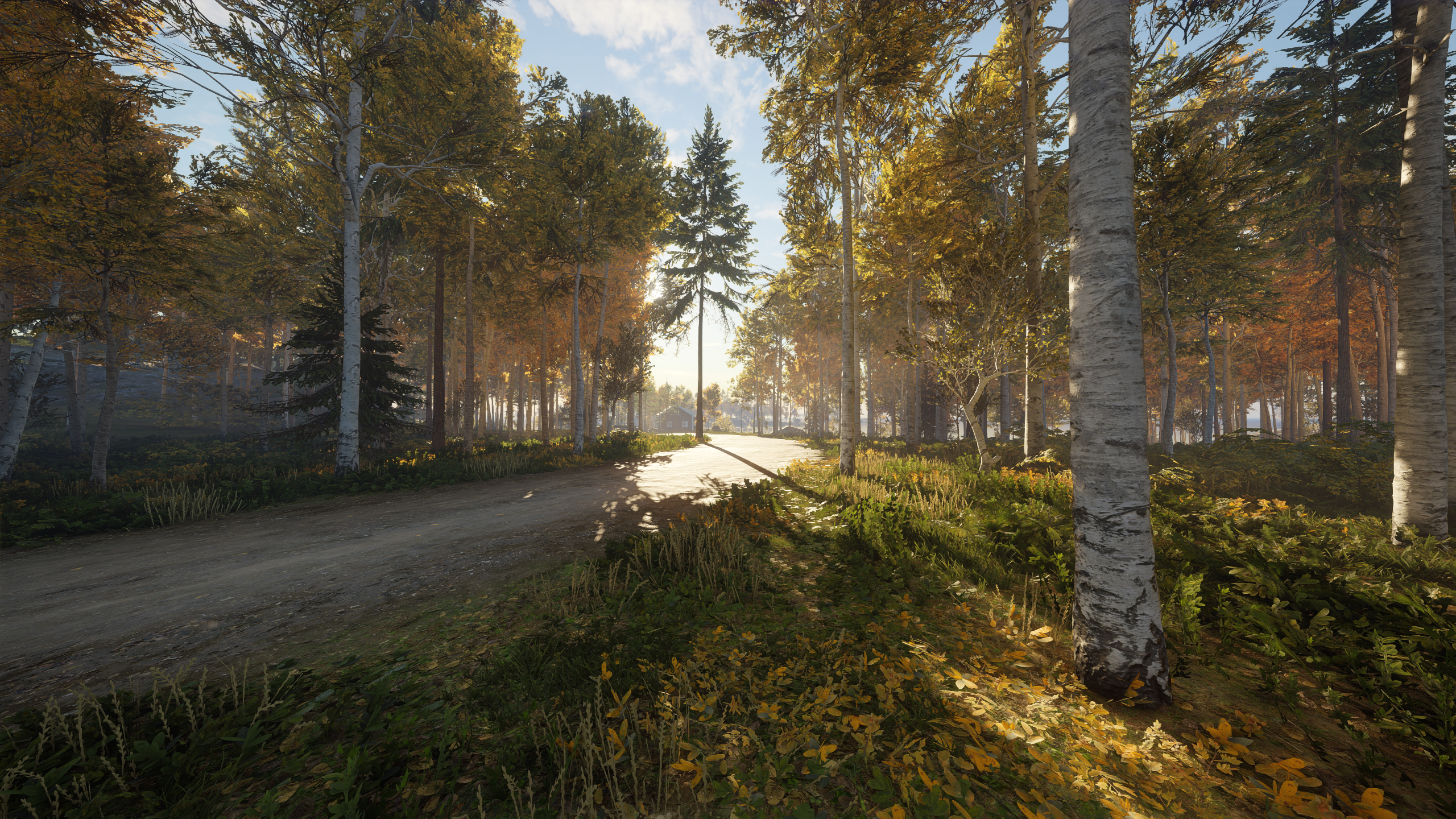 Autumn forest road with sunlight HD Wallpaper
