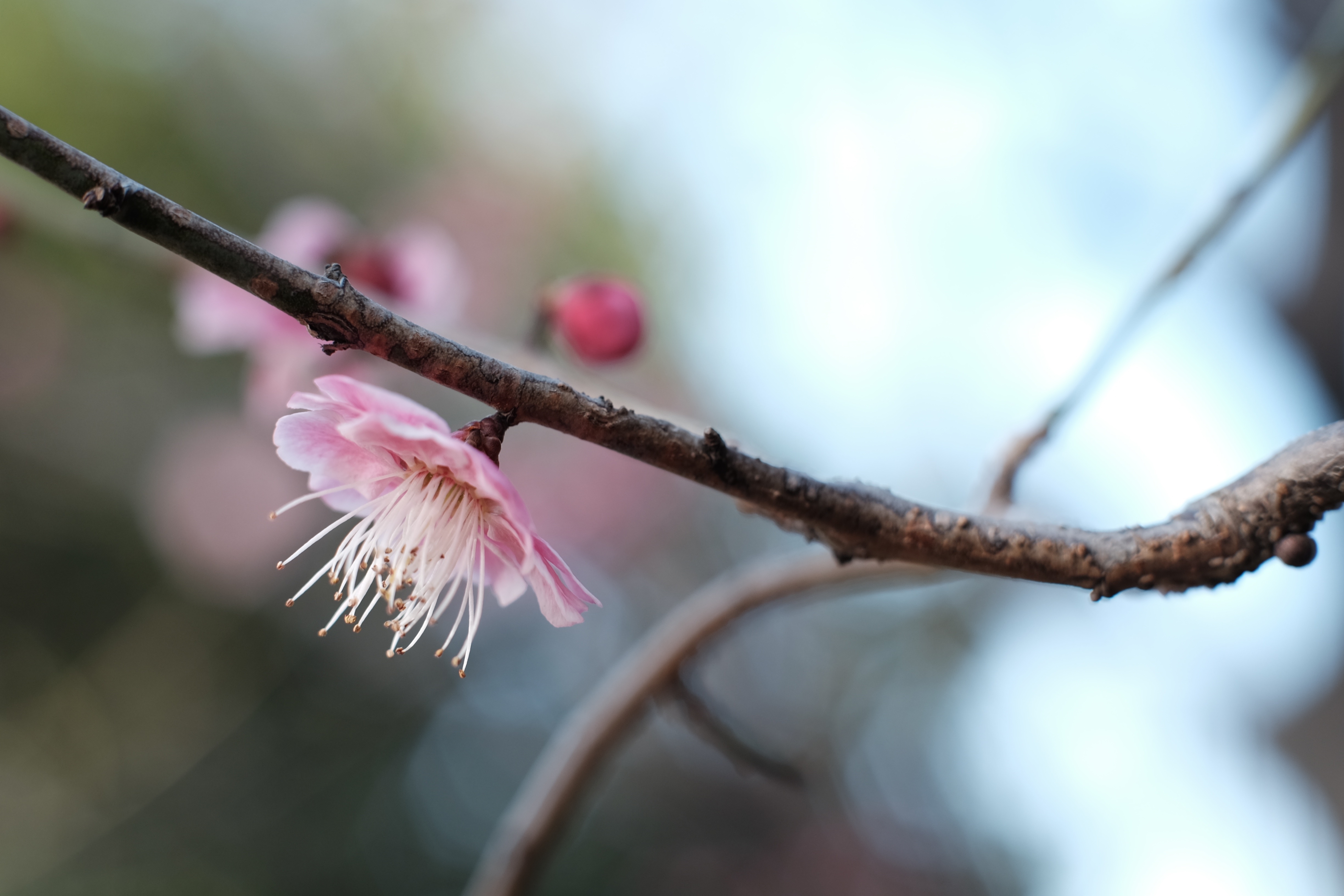 Pink plum blossom on a branch HD Wallpaper