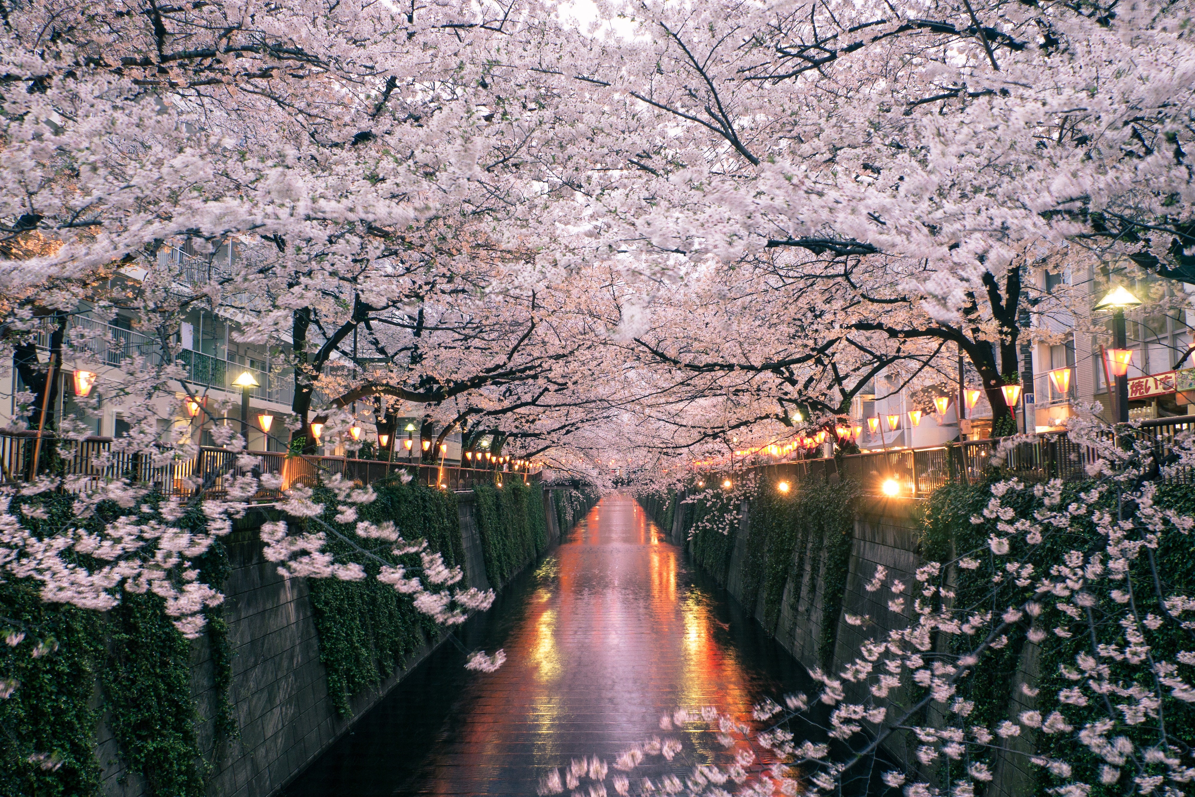 Cherry blossoms over a canal in Japan HD Wallpaper