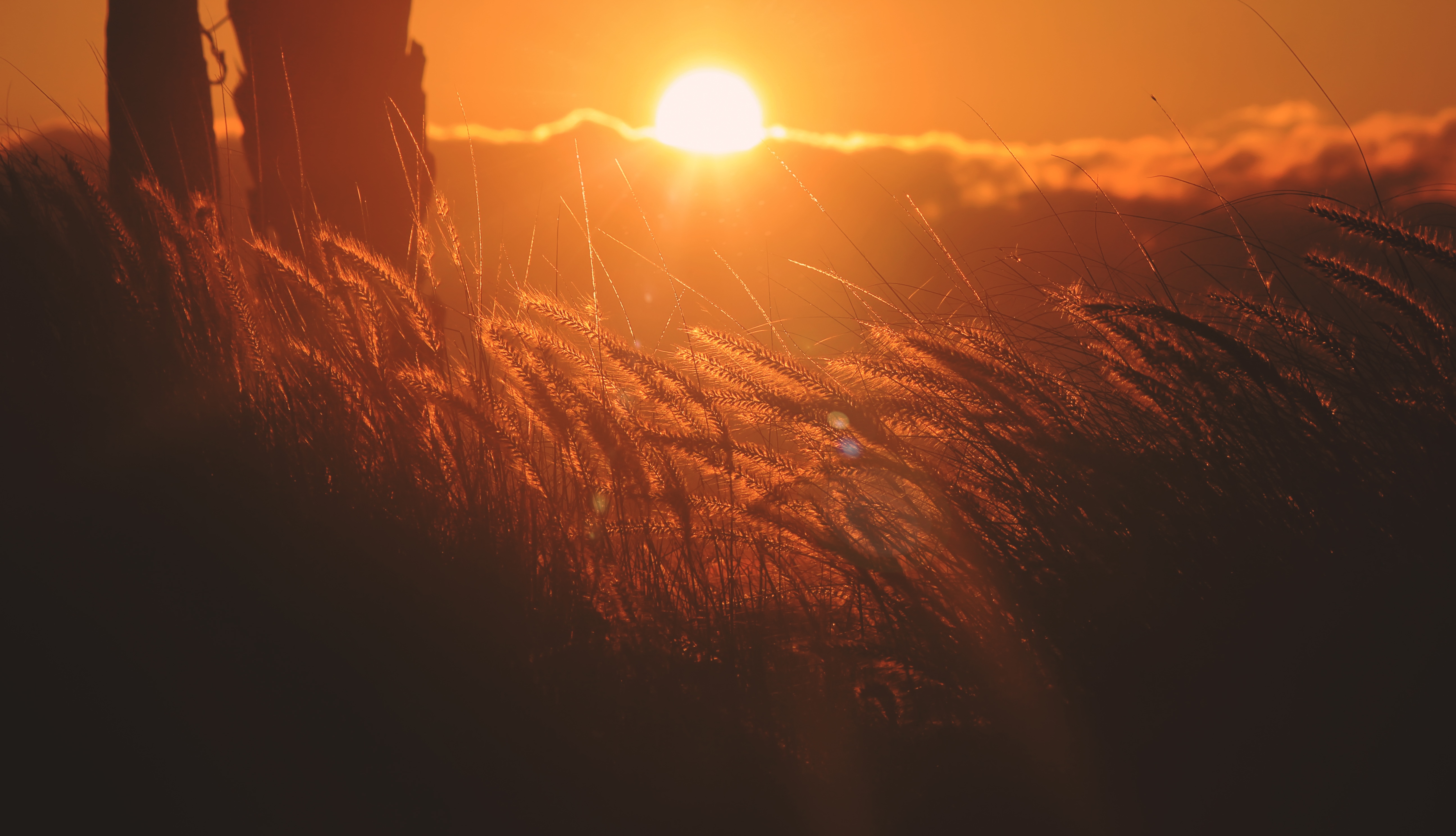 4K grain sunlight field nature landscape HD Wallpaper