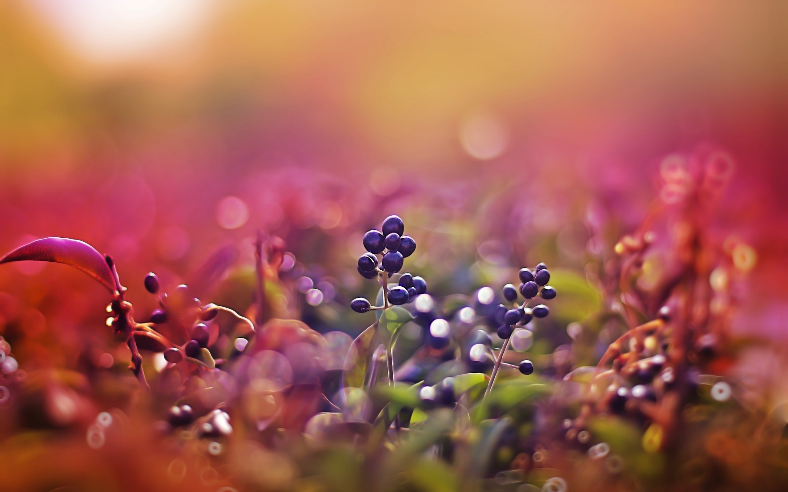 Close-up of dark berries on a plant with bokeh background HD Wallpaper