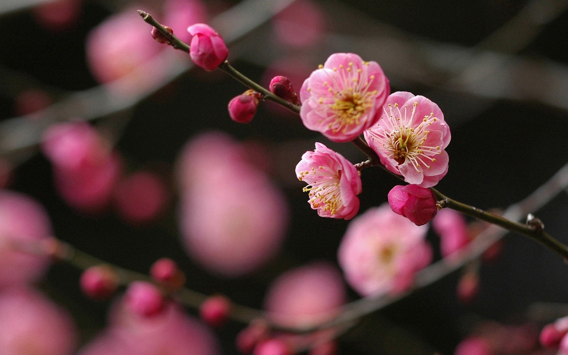 Pink plum blossoms on a branch HD Wallpaper