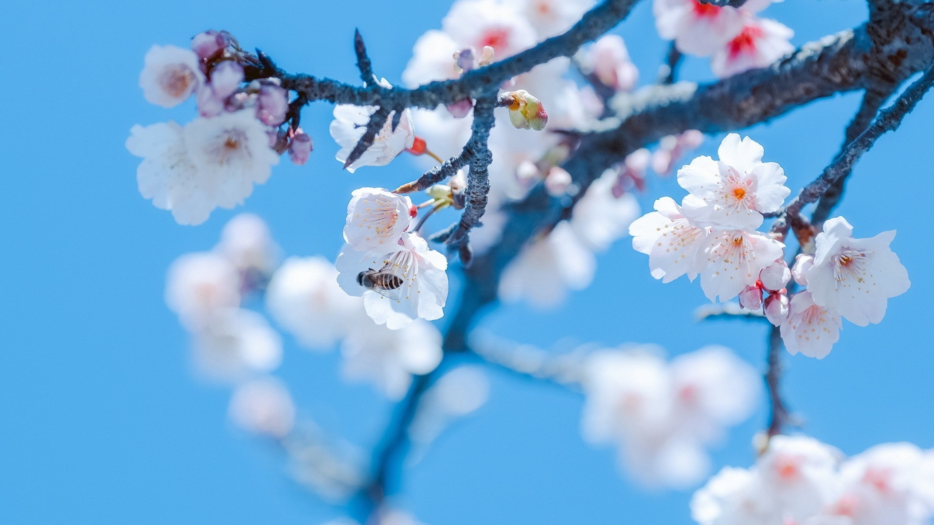 Bee on a cherry blossom branch against a blue sky HD Wallpaper