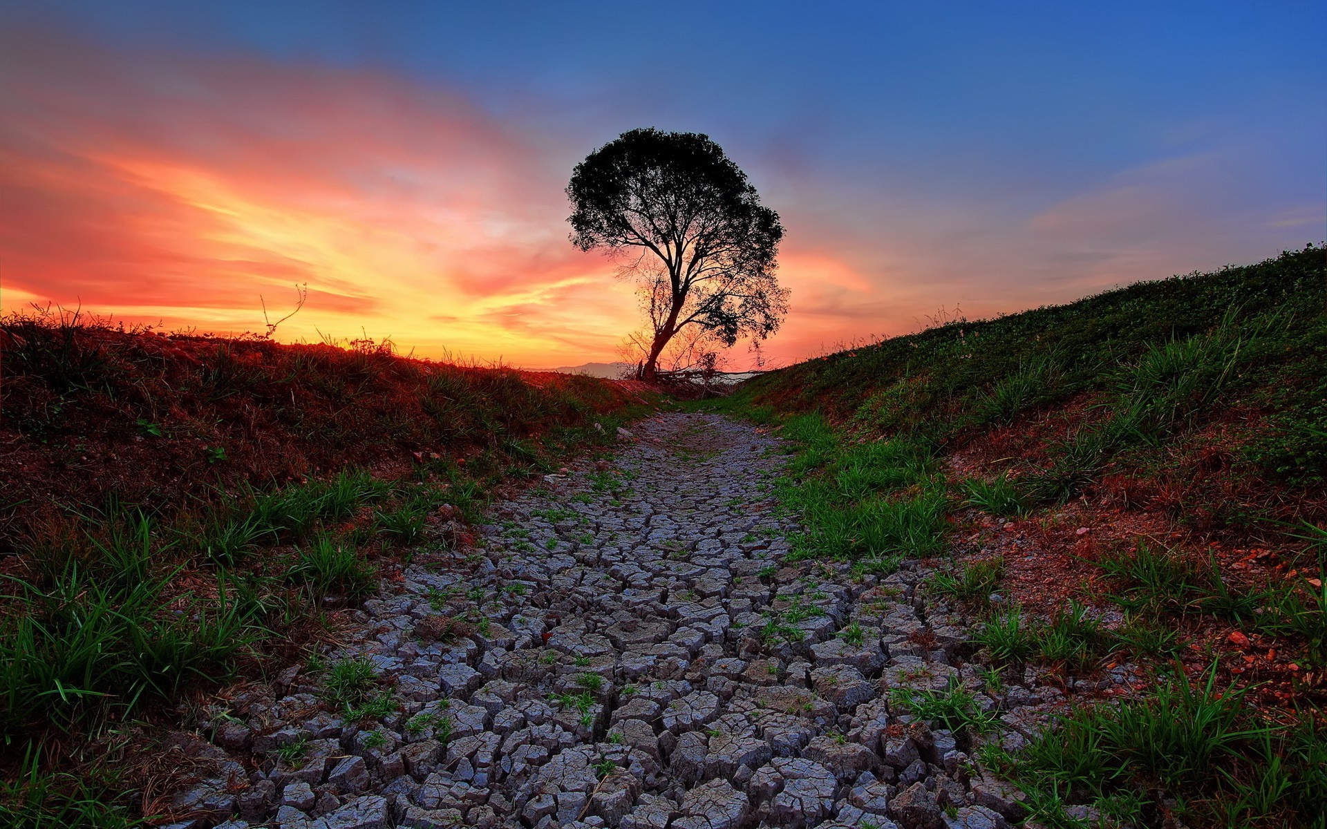 Lone tree on cracked earth at sunset HD Wallpaper