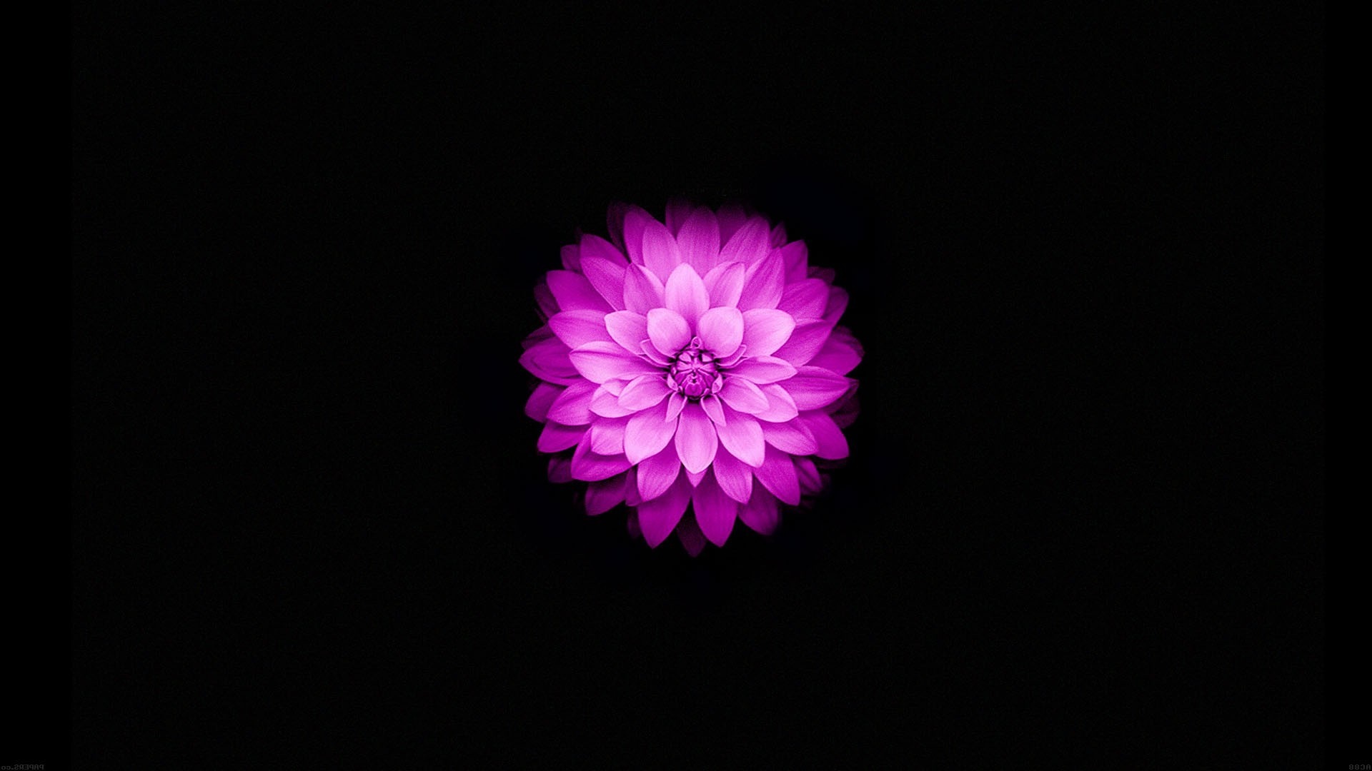 Purple flower on a black background HD Wallpaper