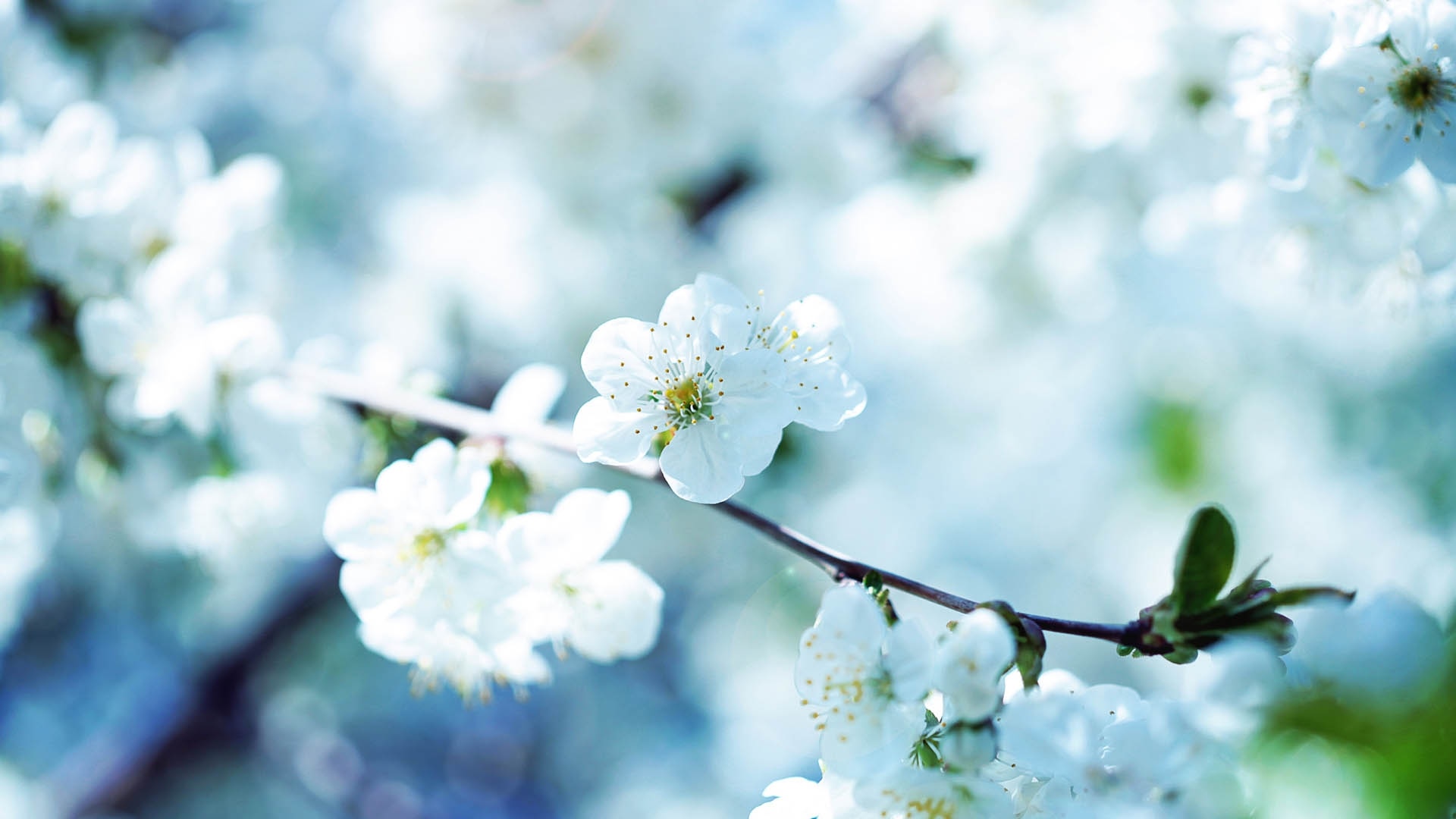 White cherry blossoms on a branch HD Wallpaper