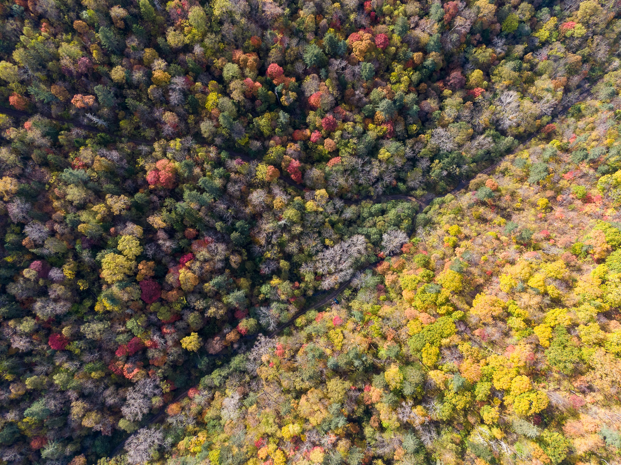Aerial view of a forest in autumn colors HD Wallpaper