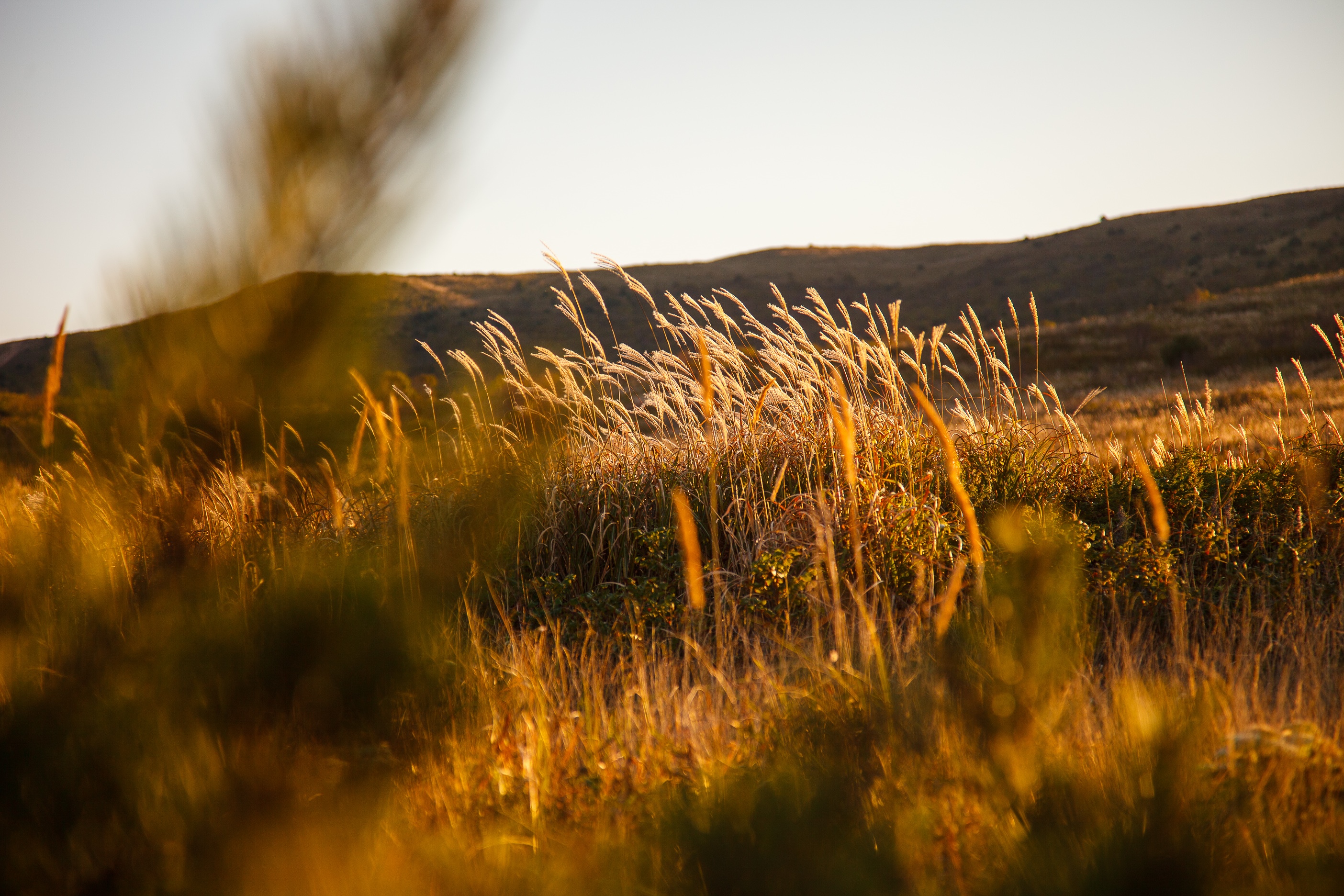 Golden grass field at sunset HD Wallpaper
