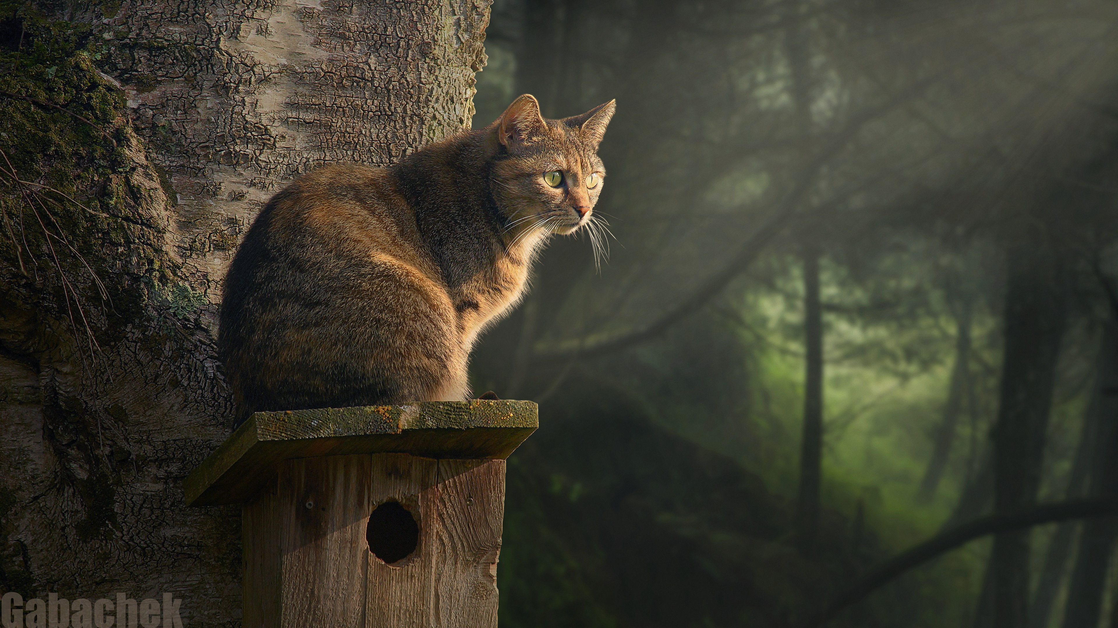 4K Cat on a Birdhouse in a Forest HD Wallpaper