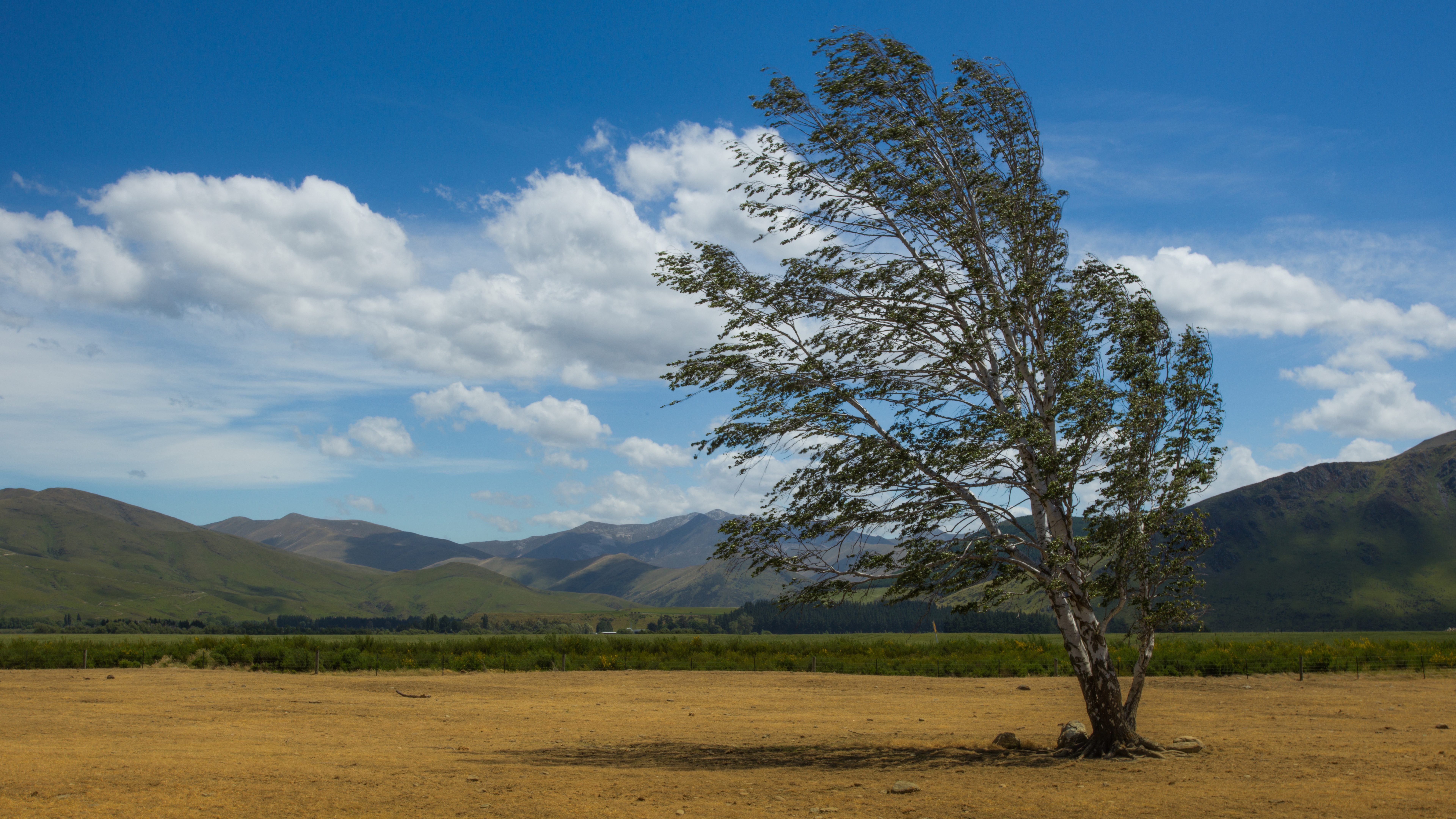 4K landscape of a tree in New Zealand HD Wallpaper