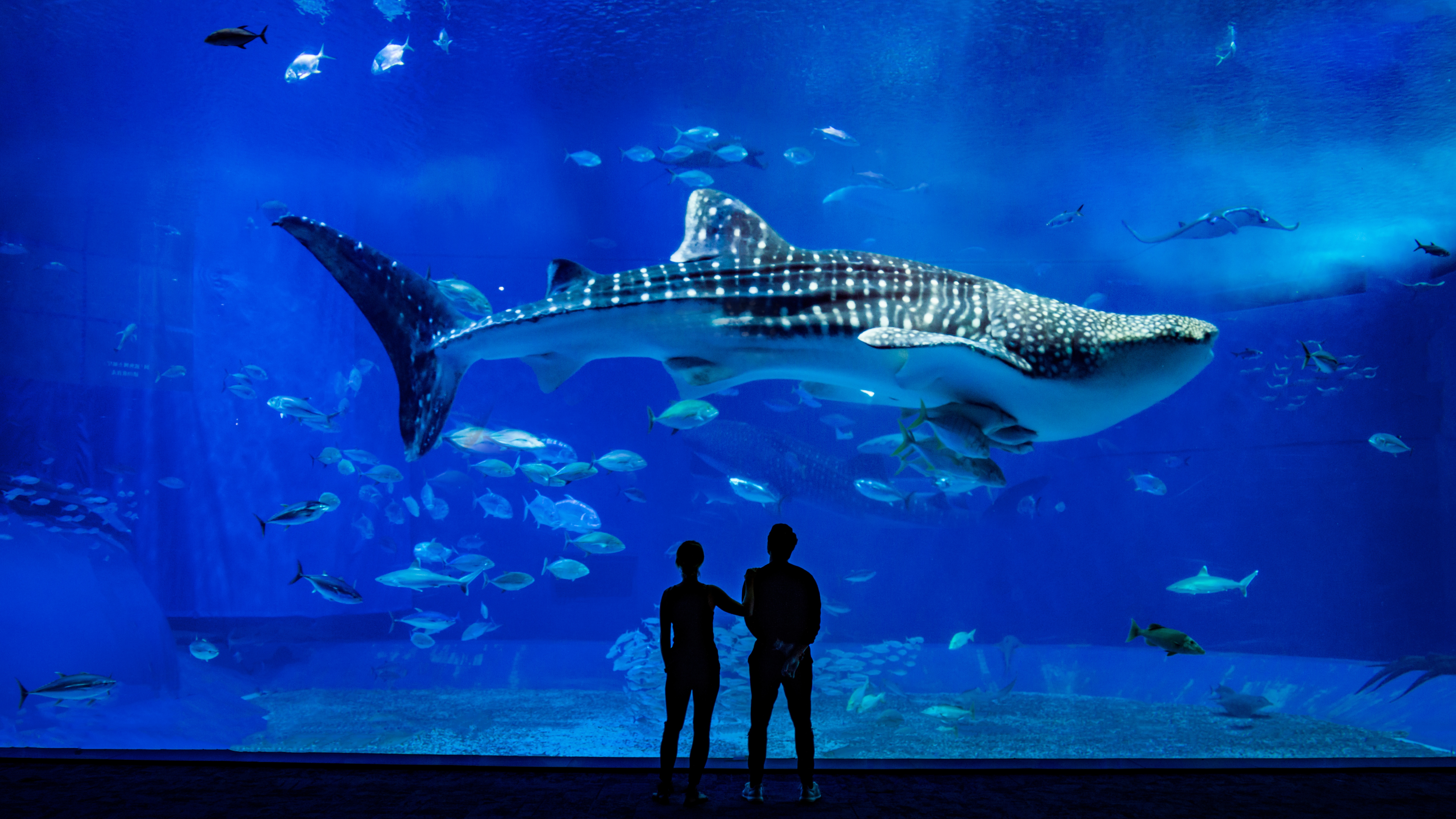 4K Whale Shark and Fish in Okinawa Aquarium HD Wallpaper
