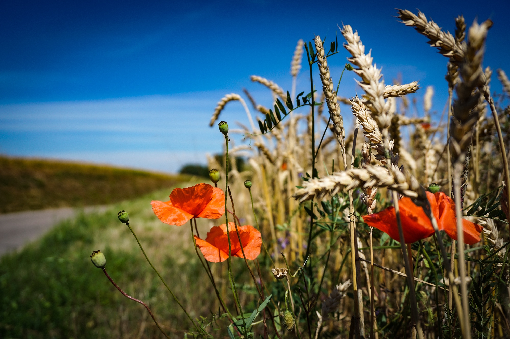 Field of wheat and poppies under a blue sky HD Wallpaper