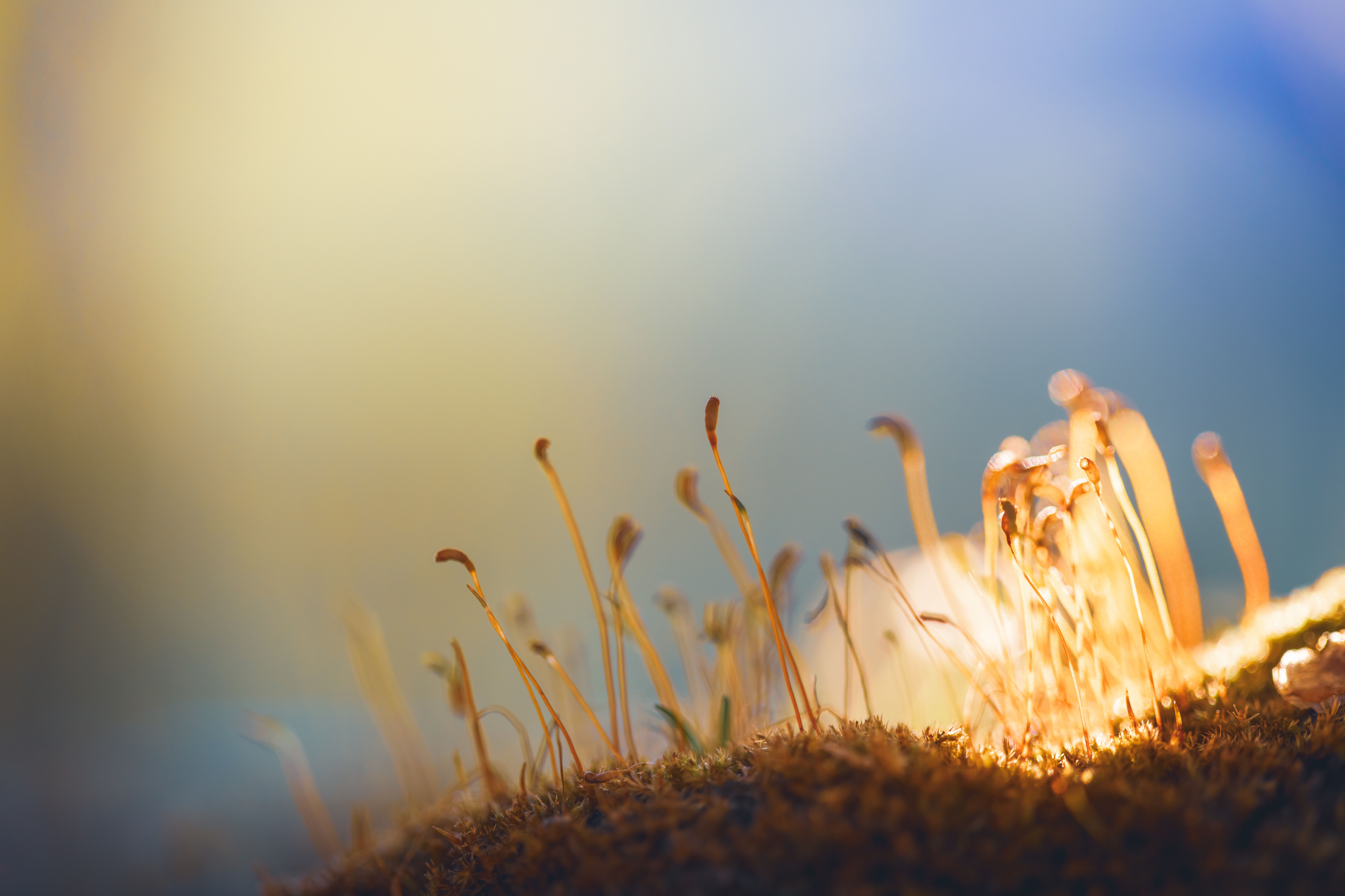Macro view of moss sporophytes with bokeh background HD Wallpaper