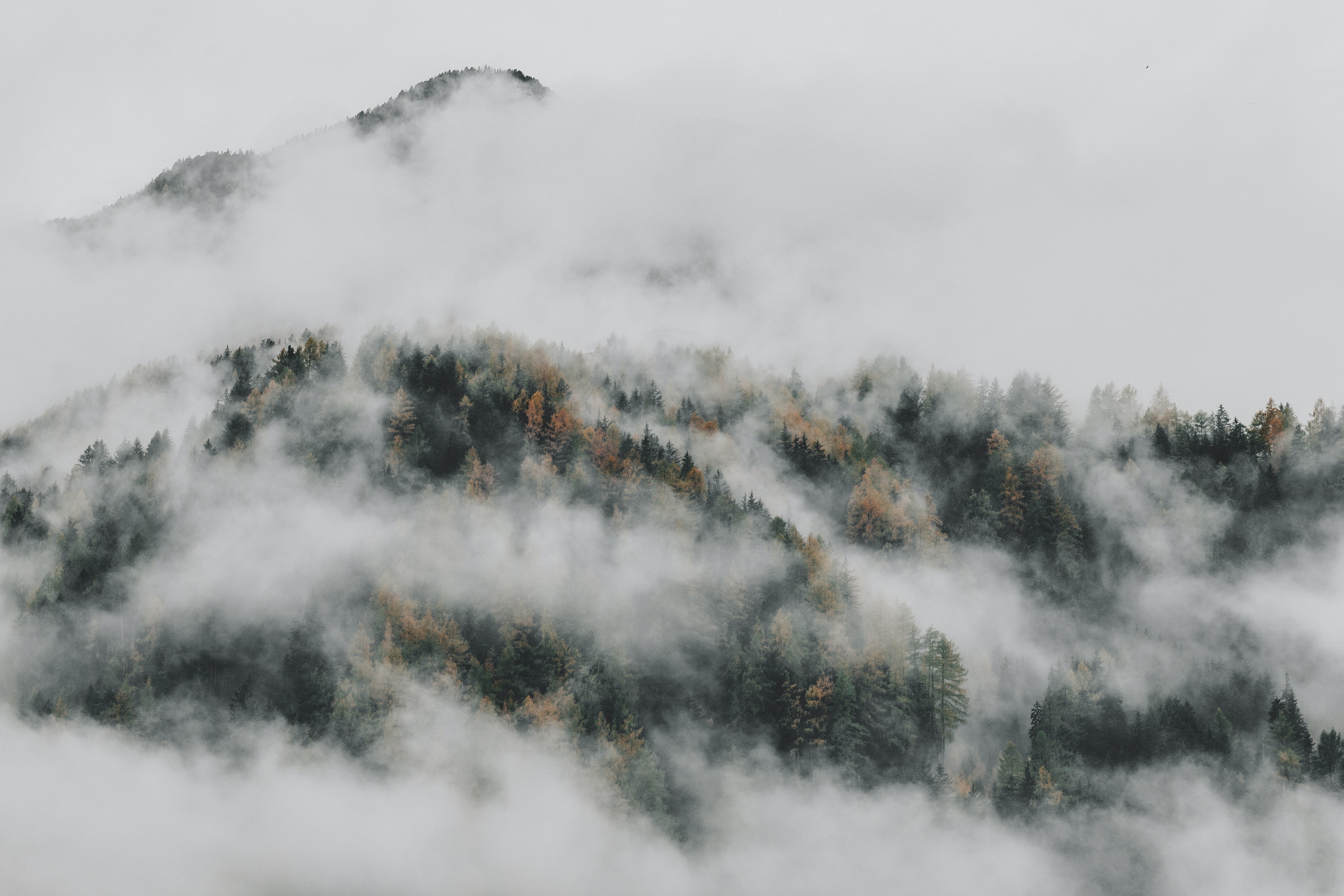 Misty forest landscape with trees on a mountain HD Wallpaper