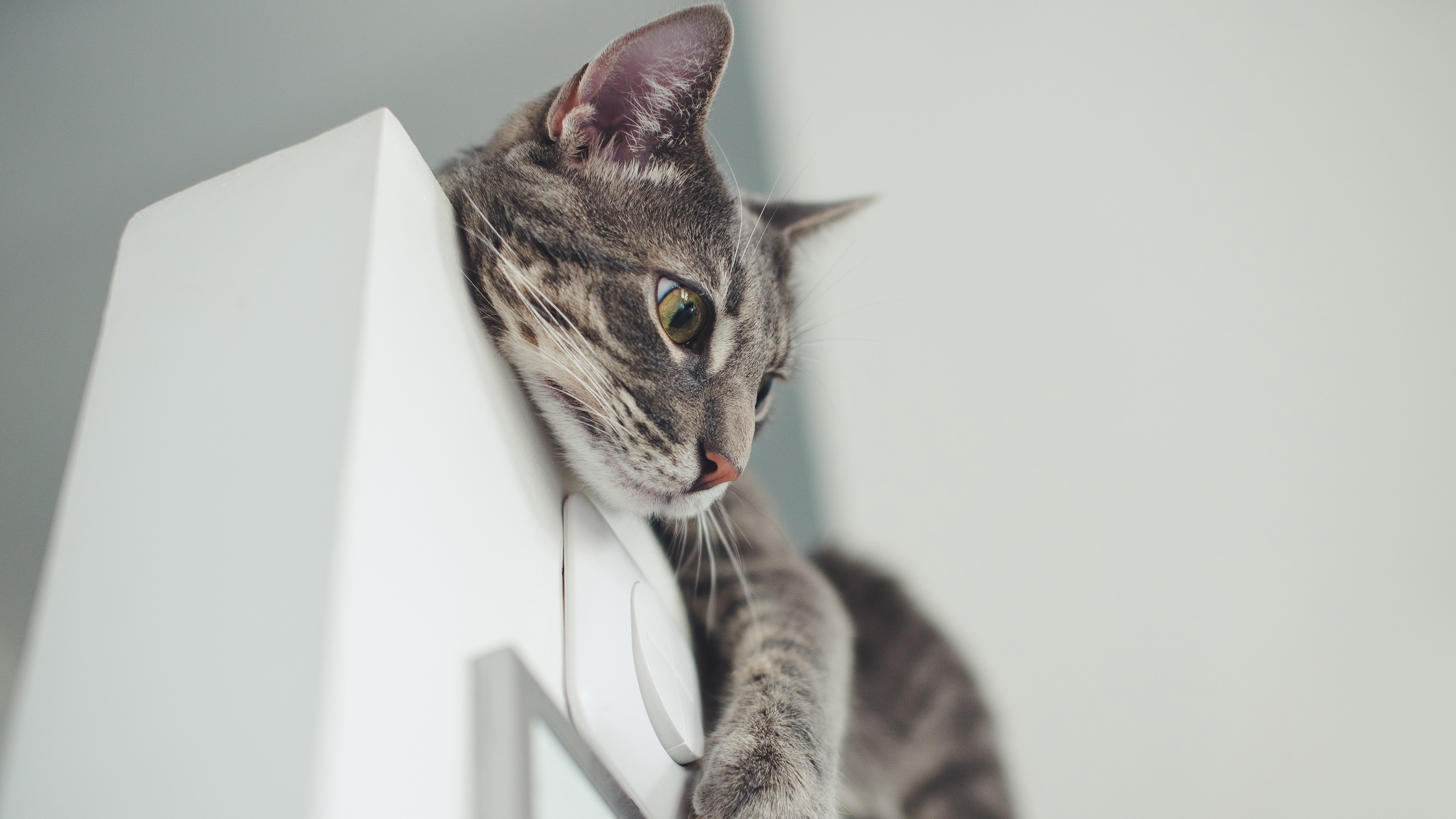 4K tabby cat resting on a white surface HD Wallpaper