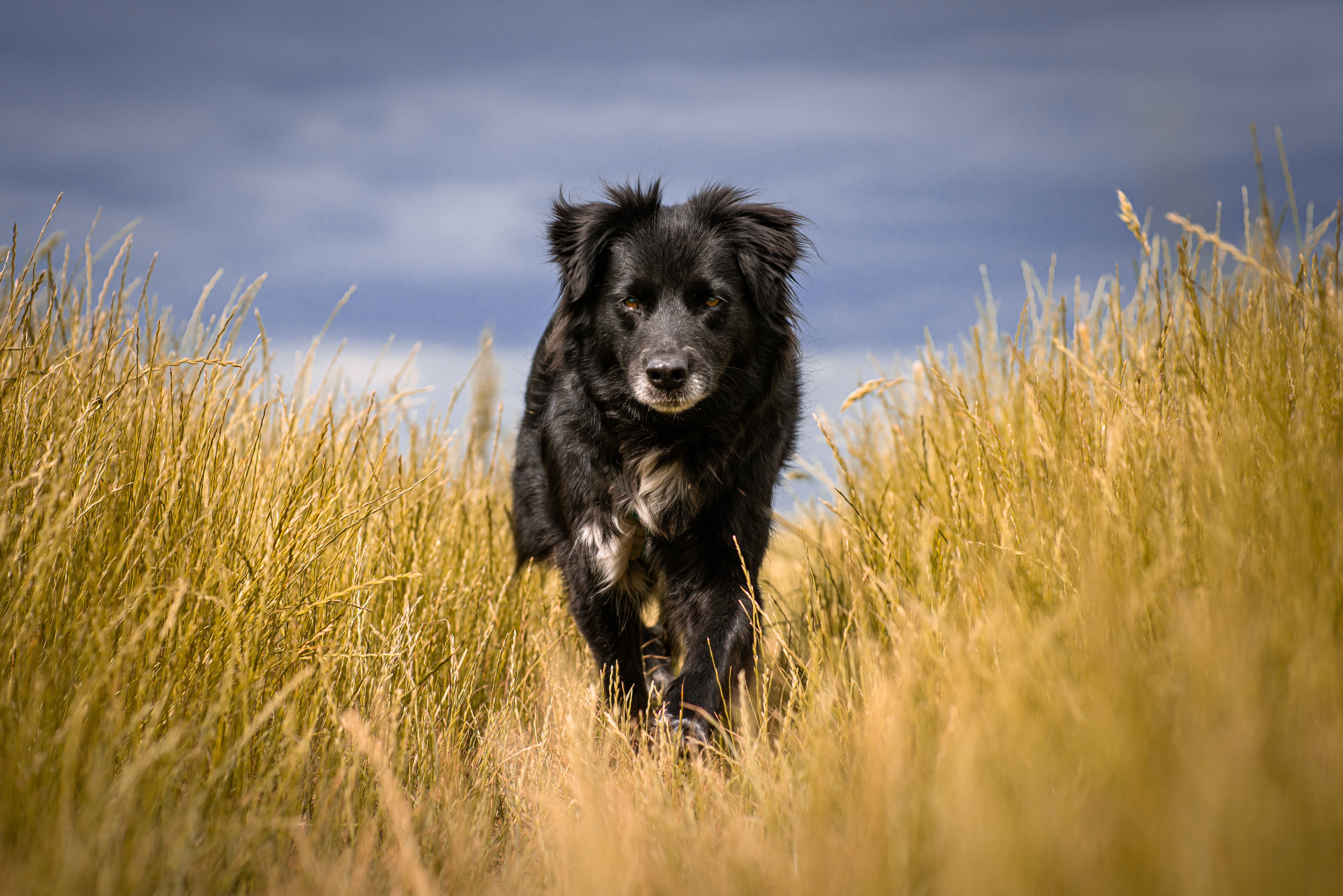Black dog walking through tall grass HD Wallpaper